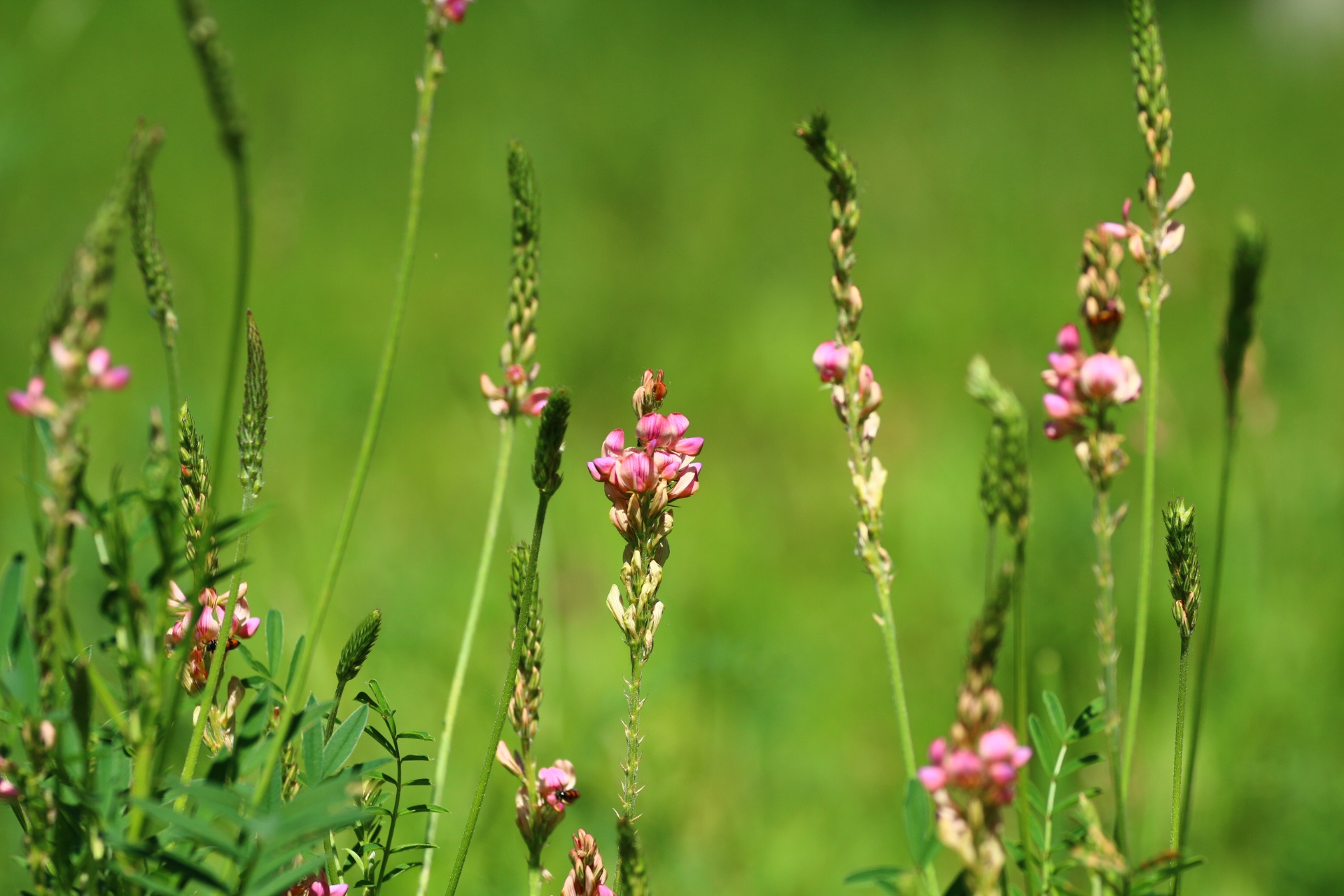 Обои цветы, лето, травка, стебли, эспарцет, заячий горох, flowers, summer, weed, stems разрешение 1920x1280 Загрузить