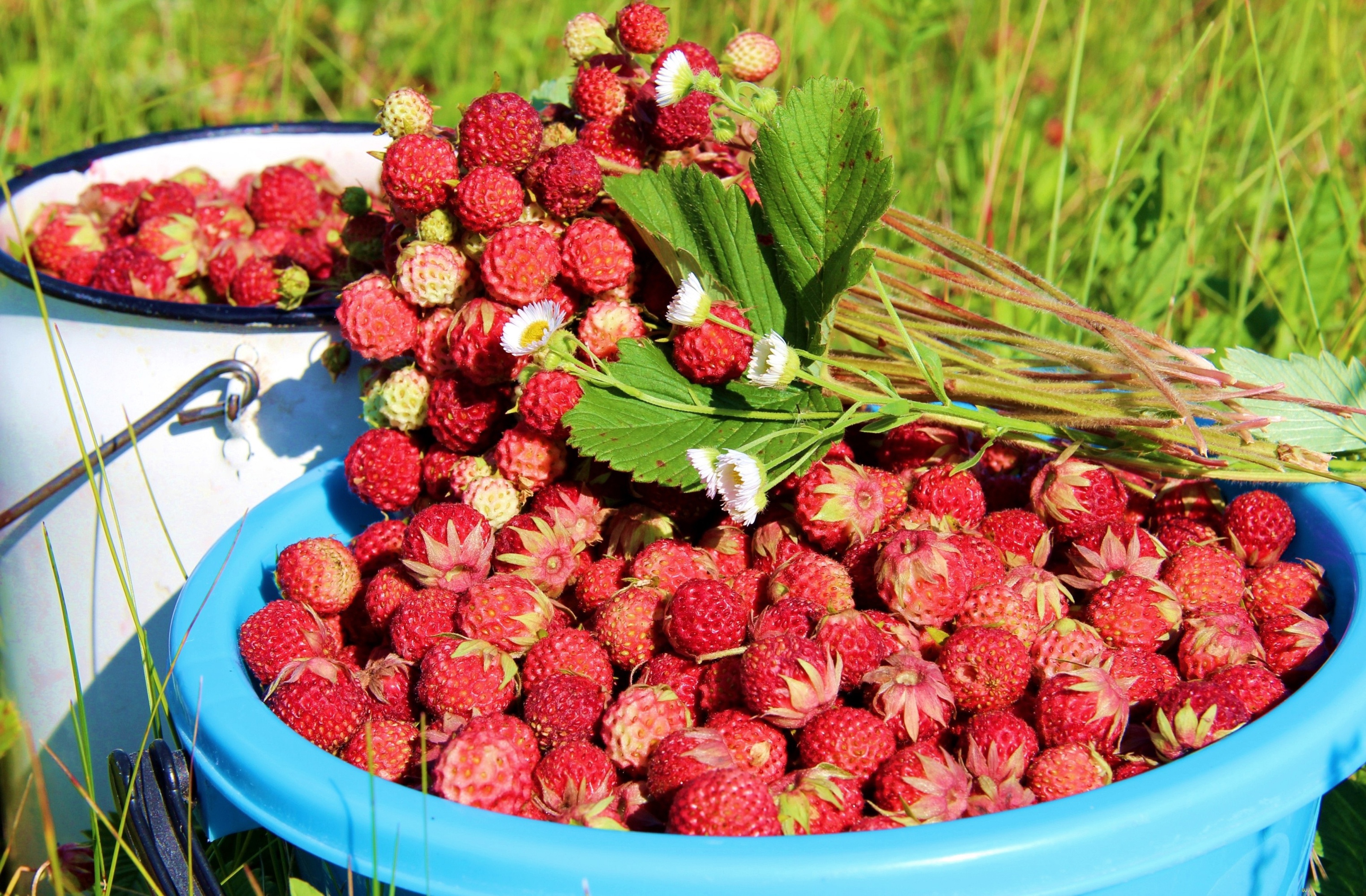 Обои листья, лето, ягоды, земляника, leaves, summer, berries, strawberries разрешение 3048x2000 Загрузить