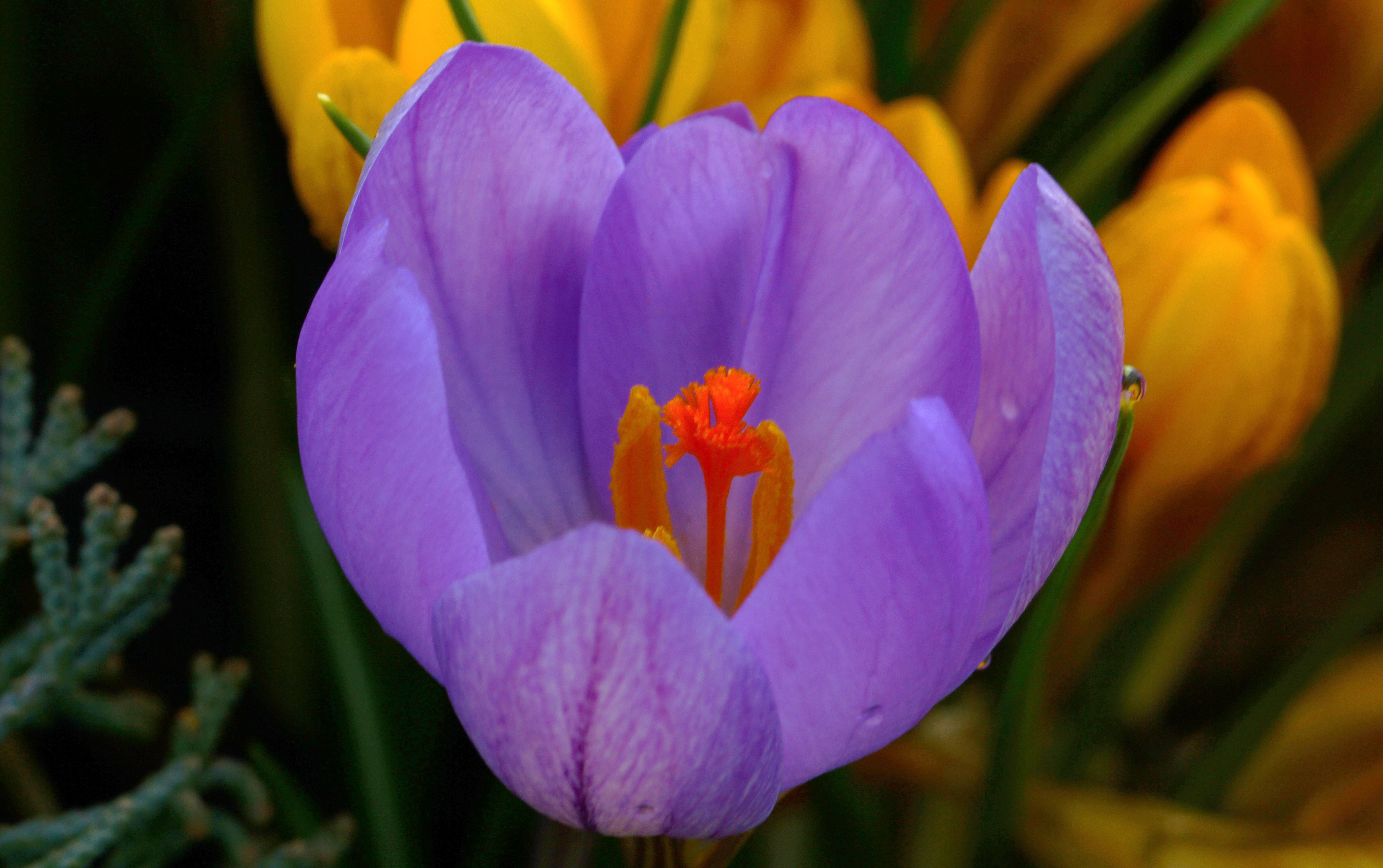 Обои макро, лепестки, весна, крокус, macro, petals, spring, krokus разрешение 4824x3030 Загрузить