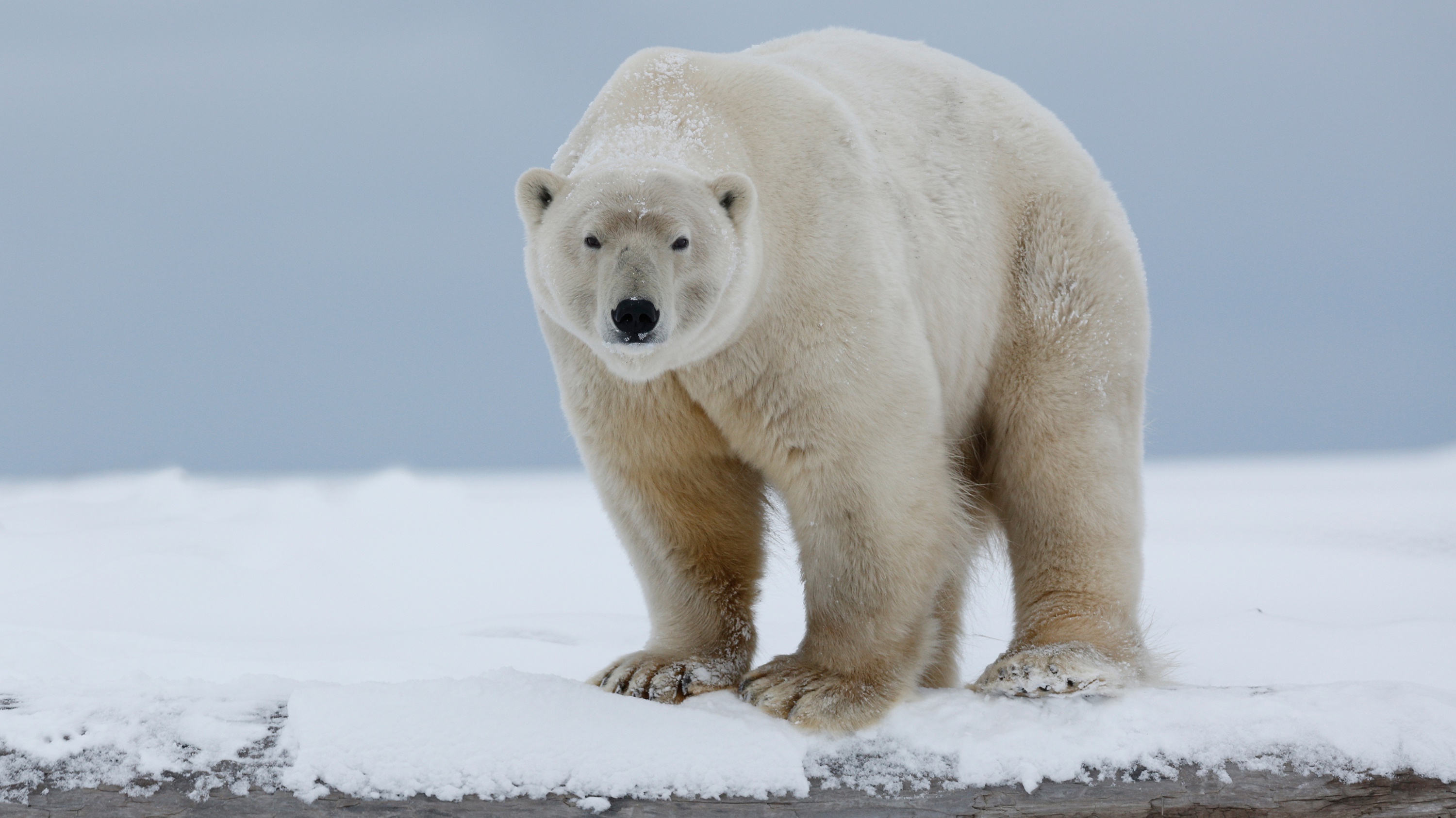 Обои морда, снег, природа, полярный медведь, взгляд, медведь, белый медведь, арктика, face, snow, nature, polar bear, look, bear, arctic разрешение 3000x1687 Загрузить