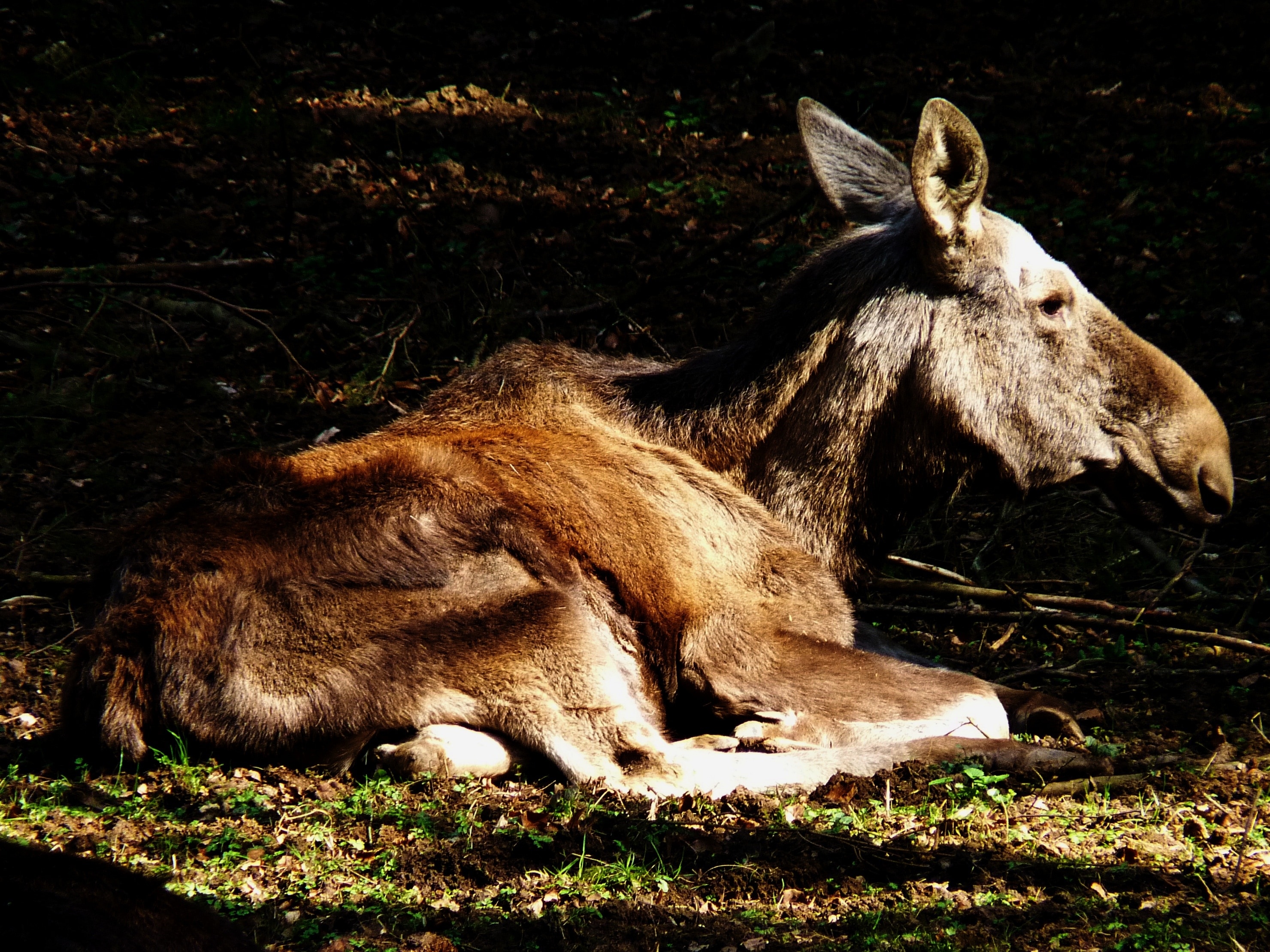 Обои природа, отдых, лось, nature, stay, moose разрешение 2960x2220 Загрузить