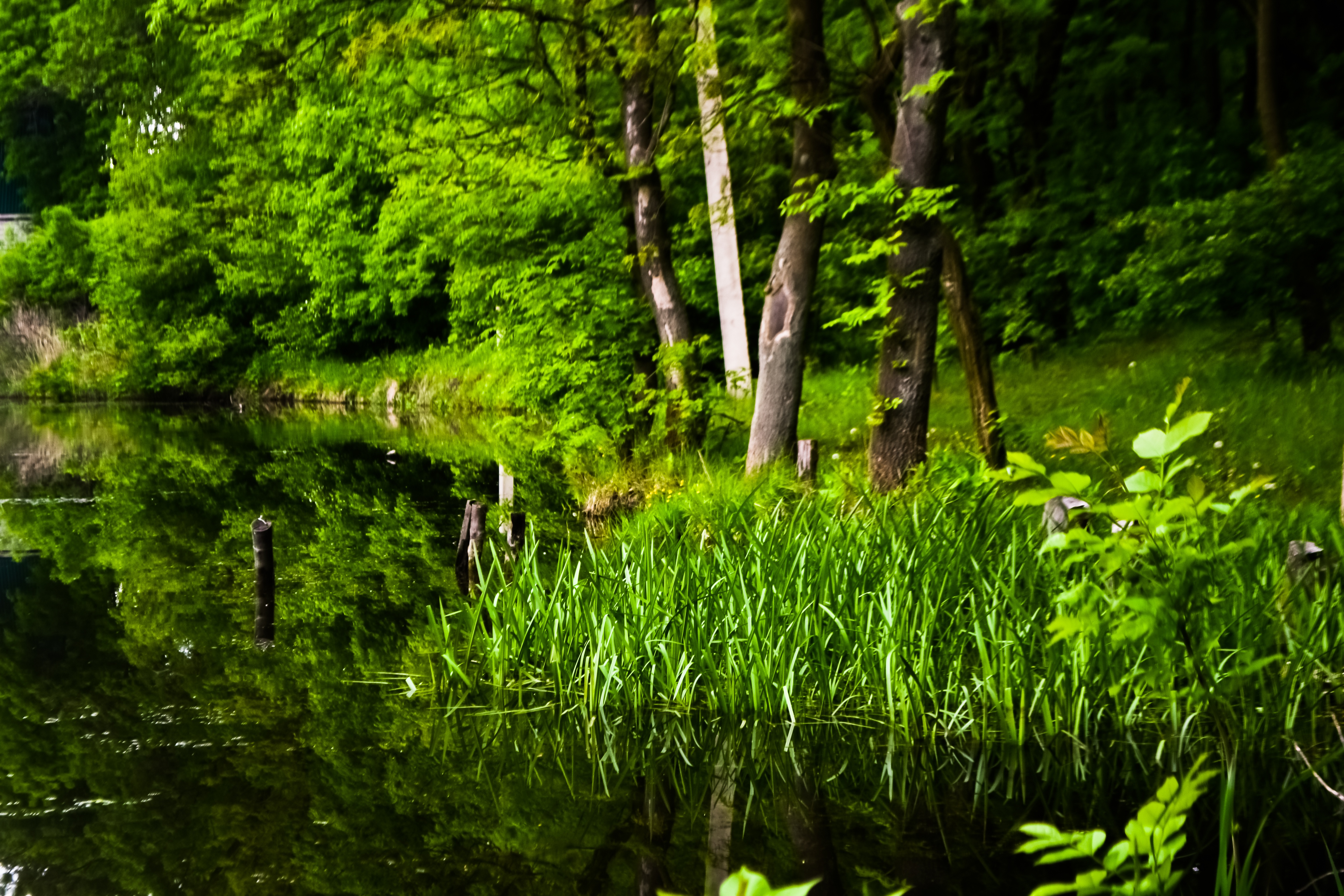 Обои трава, деревья, озеро, пейзаж, красиво, grass, trees, lake, landscape, beautiful разрешение 4608x3072 Загрузить