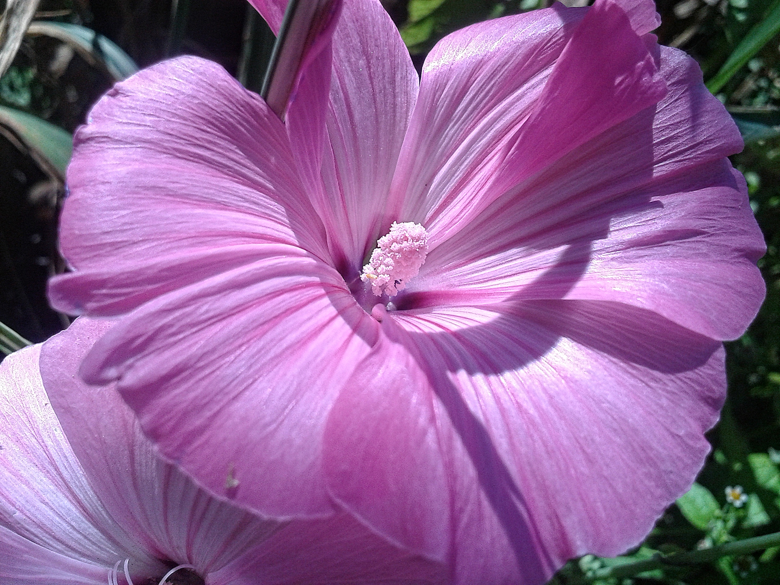 Обои природа, макро, цветок, лепестки, розовый, лаватера, nature, macro, flower, petals, pink, lavatera разрешение 2560x1920 Загрузить