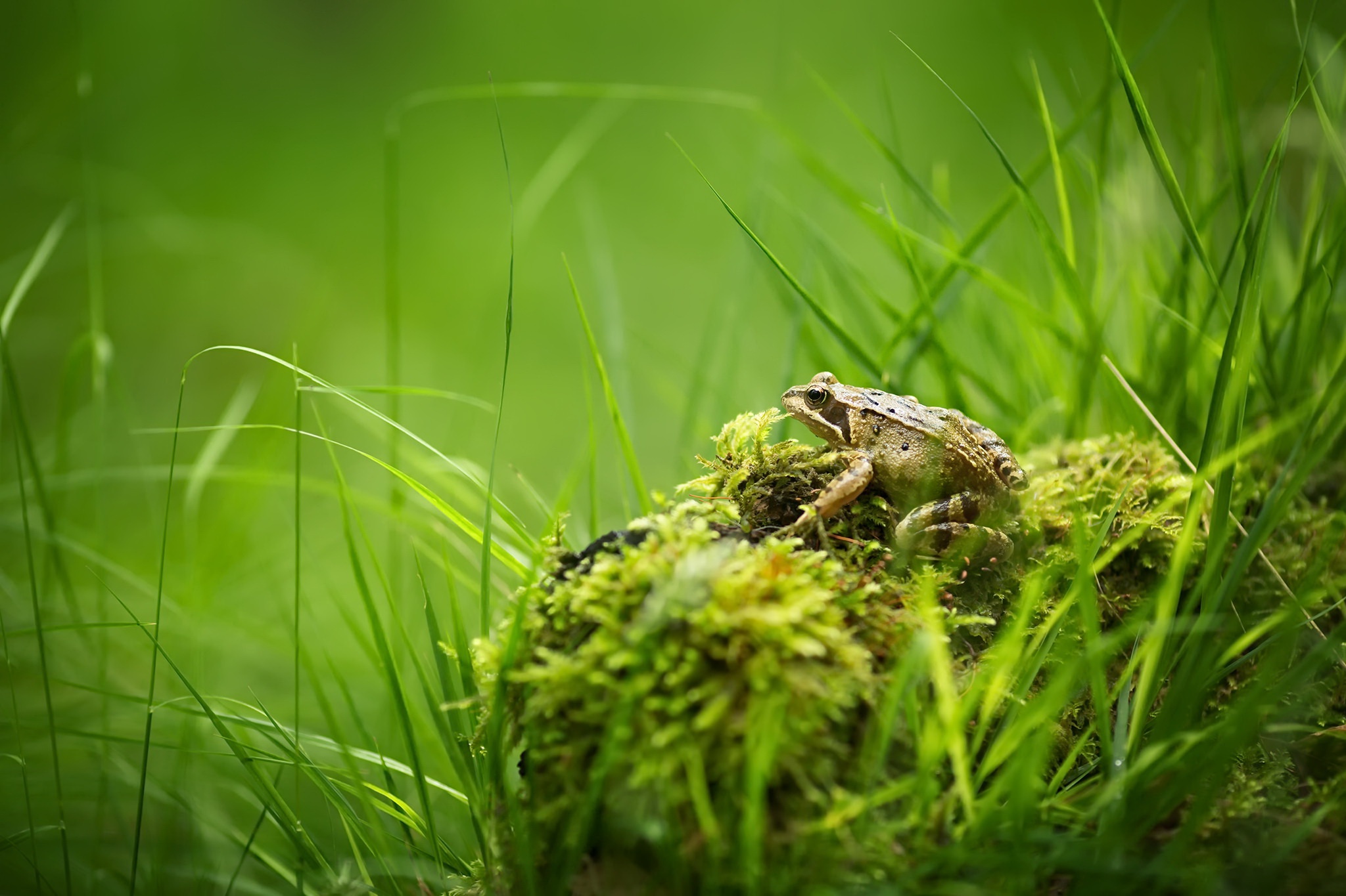 Обои трава, природа, лето, лягушка, мох, grass, nature, summer, frog, moss разрешение 2048x1365 Загрузить