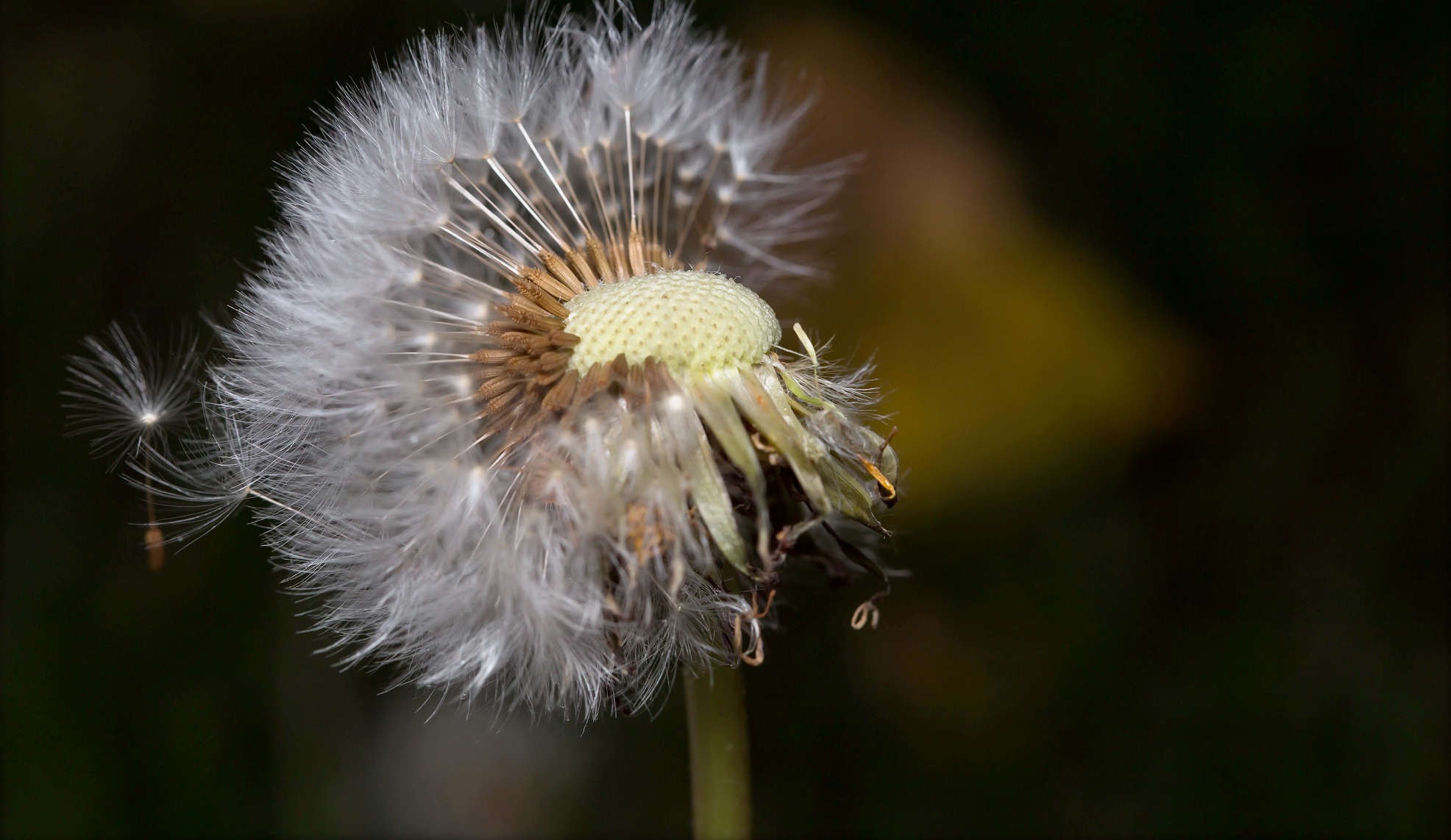 Обои природа, макро, цветок, одуванчик, пушинки, былинки, nature, macro, flower, dandelion, fuzzes, blade разрешение 1972x1142 Загрузить