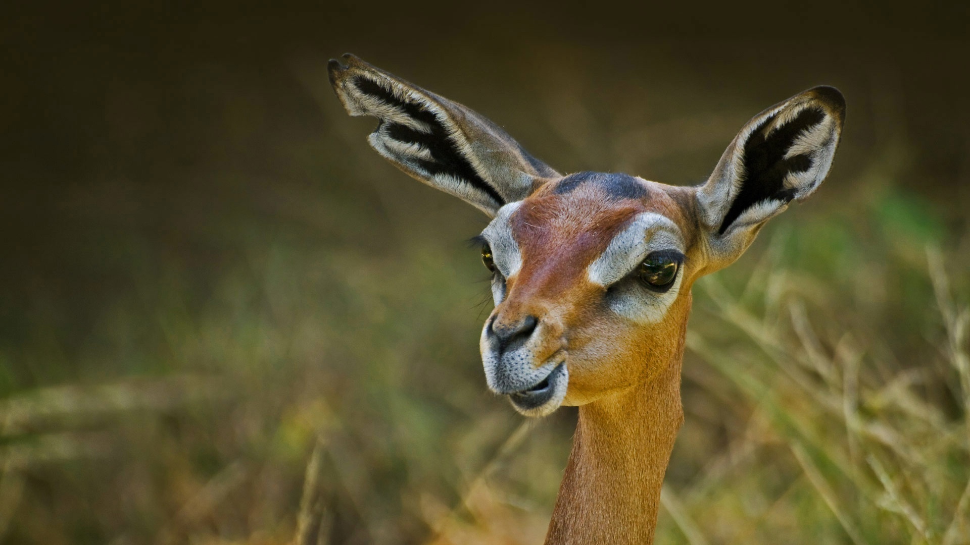 Обои природа, антилопа, геренук, жирафовая газель, nature, antelope, gerenuk, giraffidae gazelle разрешение 1920x1080 Загрузить