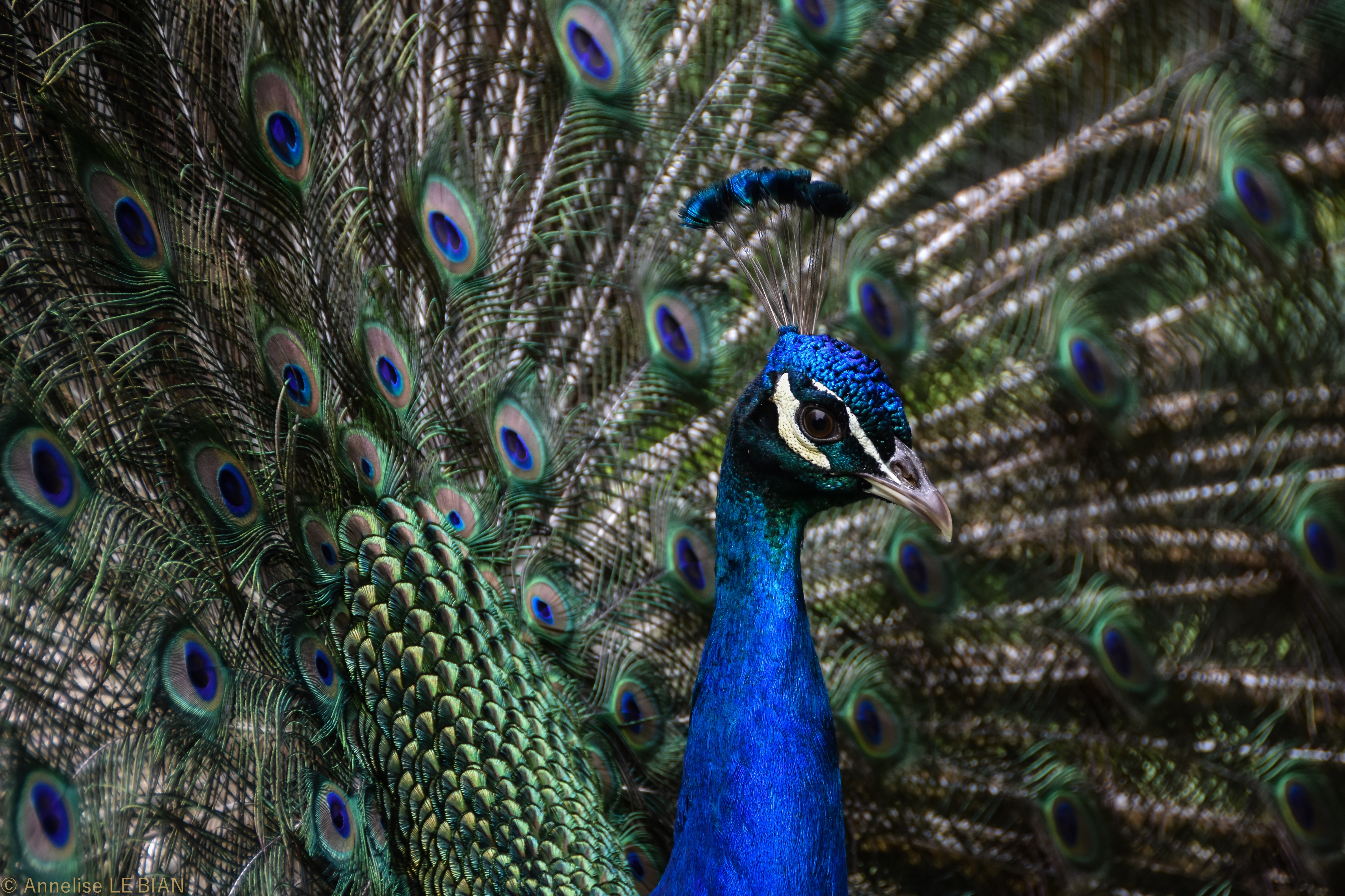 Обои птица, клюв, павлин, перья, хвост, шея, оперение, bird, beak, peacock, feathers, tail, neck разрешение 6000x4000 Загрузить