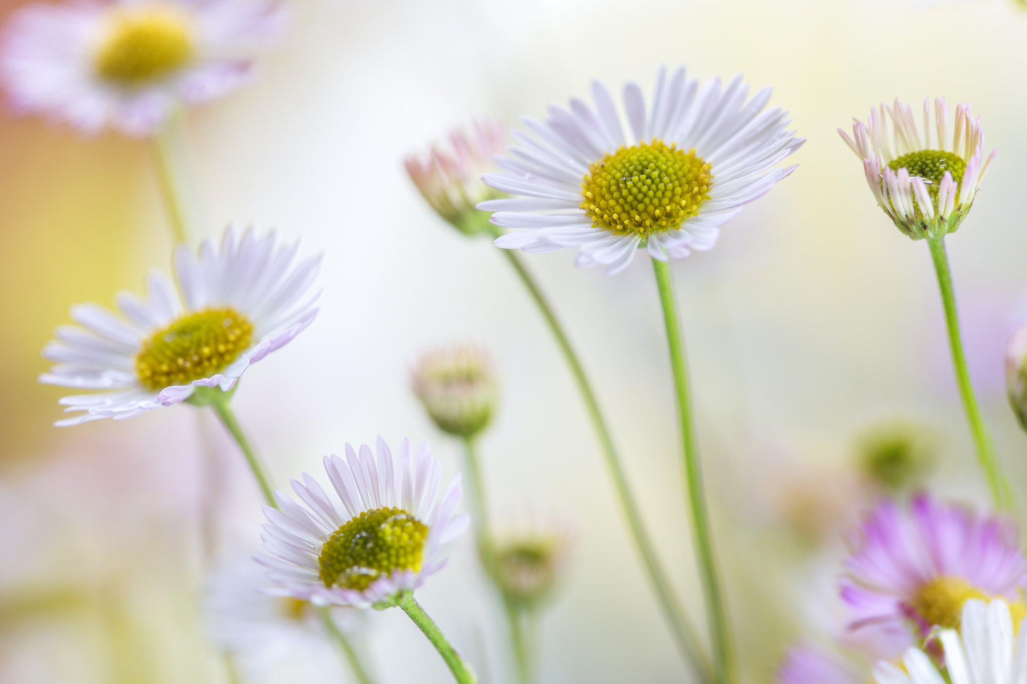 Обои цветы, лето, лепестки, ромашки, стебли, боке, маргаритки, flowers, summer, petals, chamomile, stems, bokeh, daisy разрешение 2048x1365 Загрузить