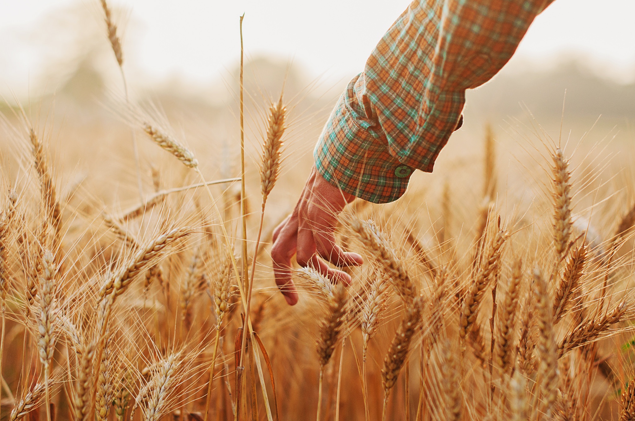 Обои рука, настроение, лето, колосья, пшеница, hand, mood, summer, ears, wheat разрешение 2048x1360 Загрузить