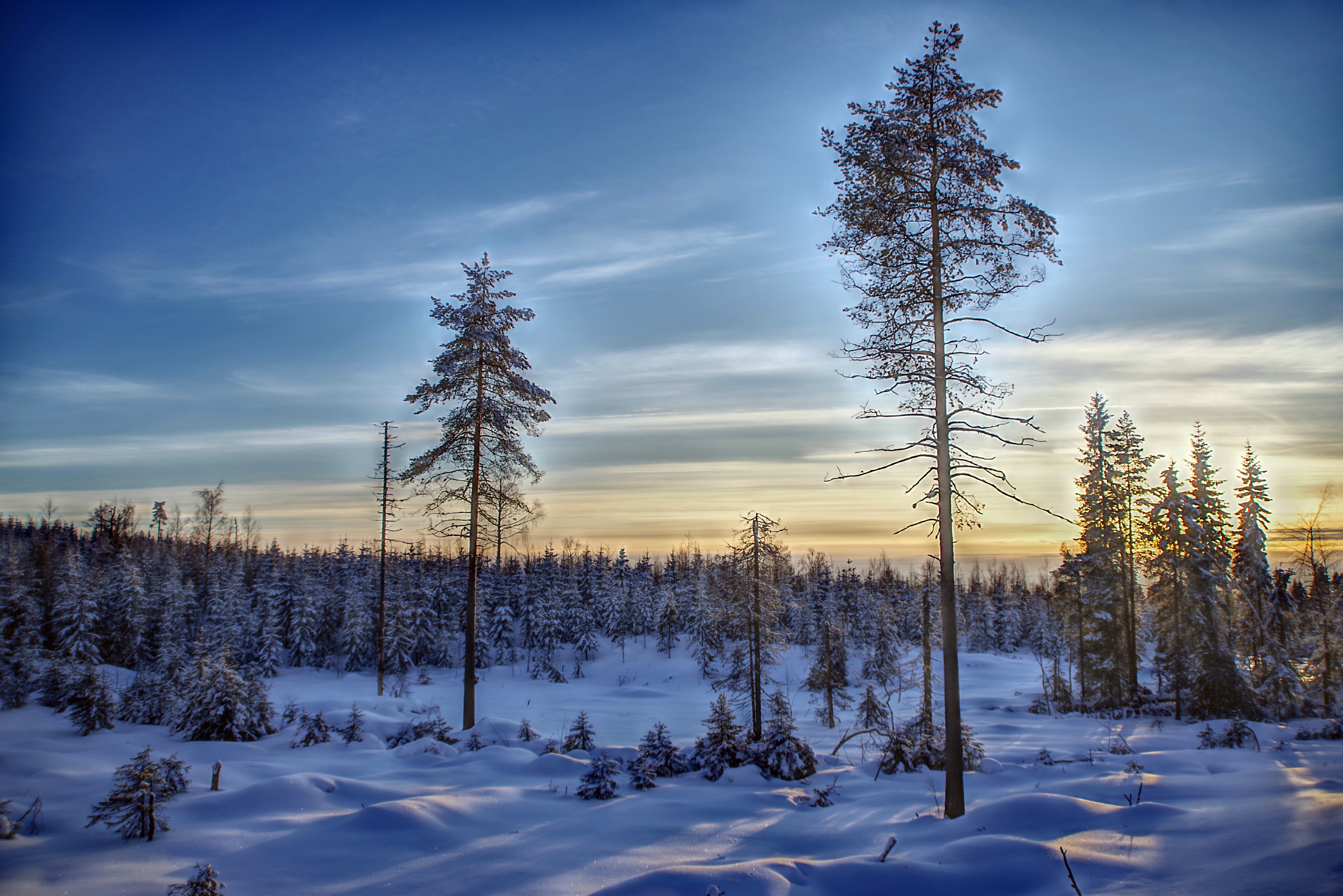 Обои небо, деревья, снег, лес, зима, финляндия, the sky, trees, snow, forest, winter, finland разрешение 6000x4004 Загрузить