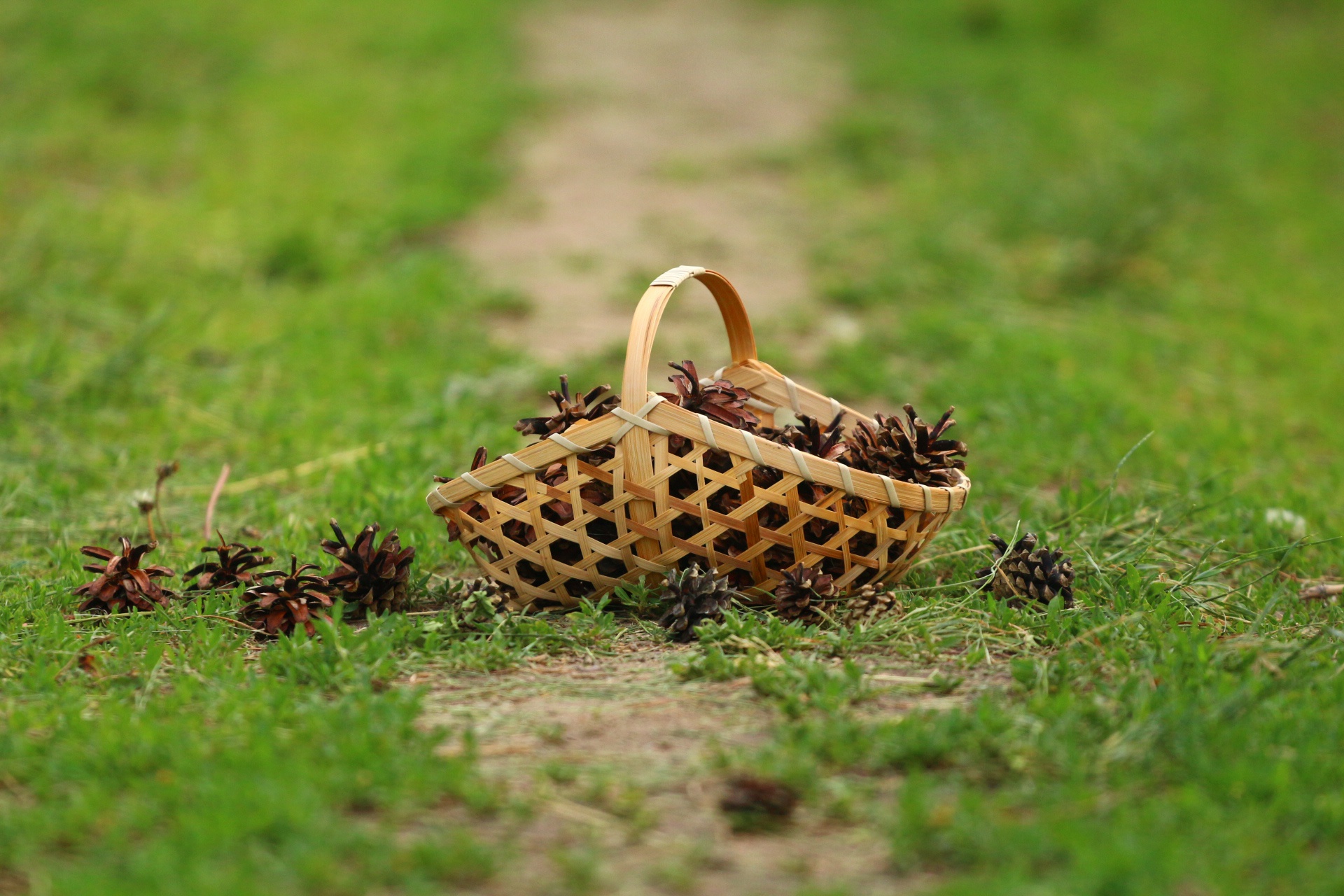 Обои трава, лес, шишки, корзинка, grass, forest, bumps, basket разрешение 1920x1280 Загрузить