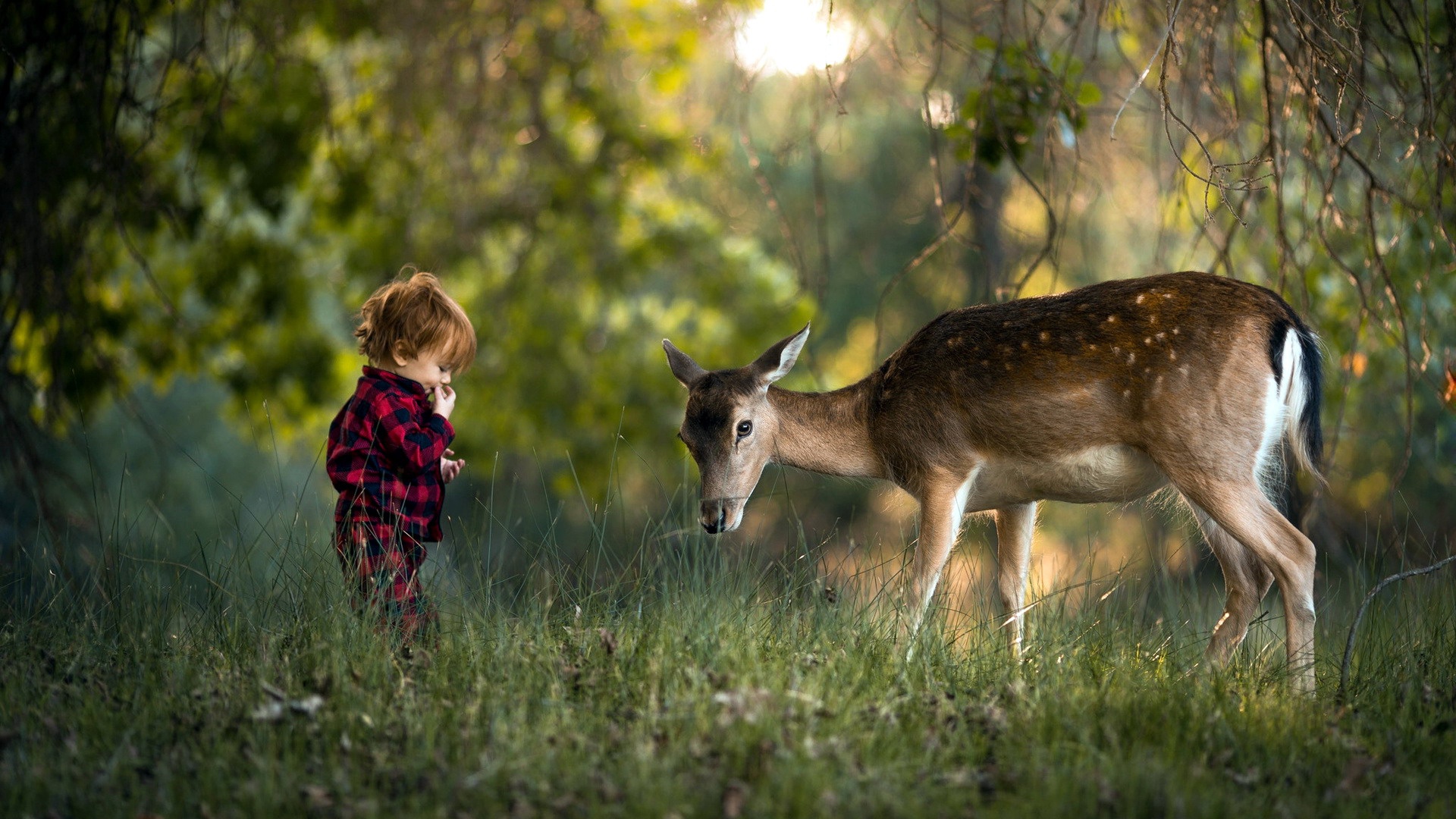 Обои трава, природа, лес, олень, ребенок, мальчик, grass, nature, forest, deer, child, boy разрешение 1920x1080 Загрузить