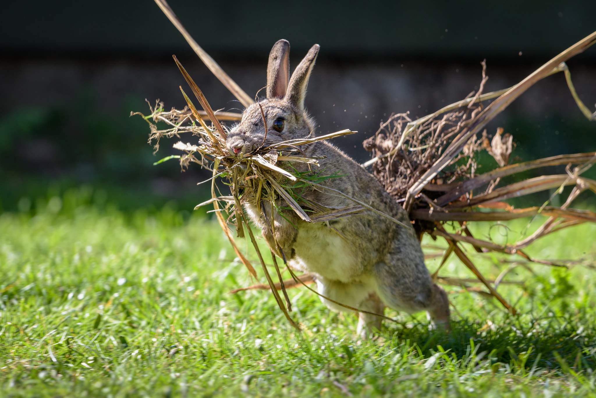 Обои трава, ситуация, кролик, заяц, сухая трава, grass, the situation, rabbit, hare, dry grass разрешение 2048x1367 Загрузить