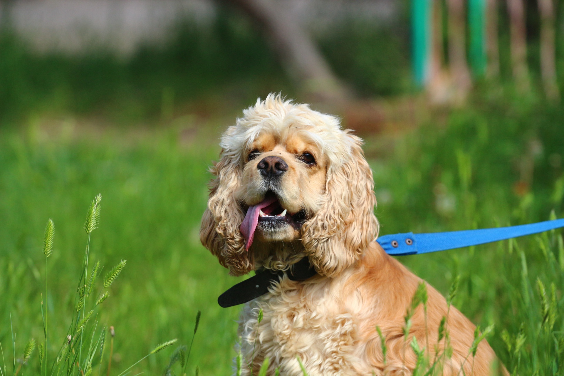 Обои трава, собака, друг, язык, поводок, спаниель, кокер-спаниель, grass, dog, each, language, leash, spaniel, cocker spaniel разрешение 1920x1280 Загрузить