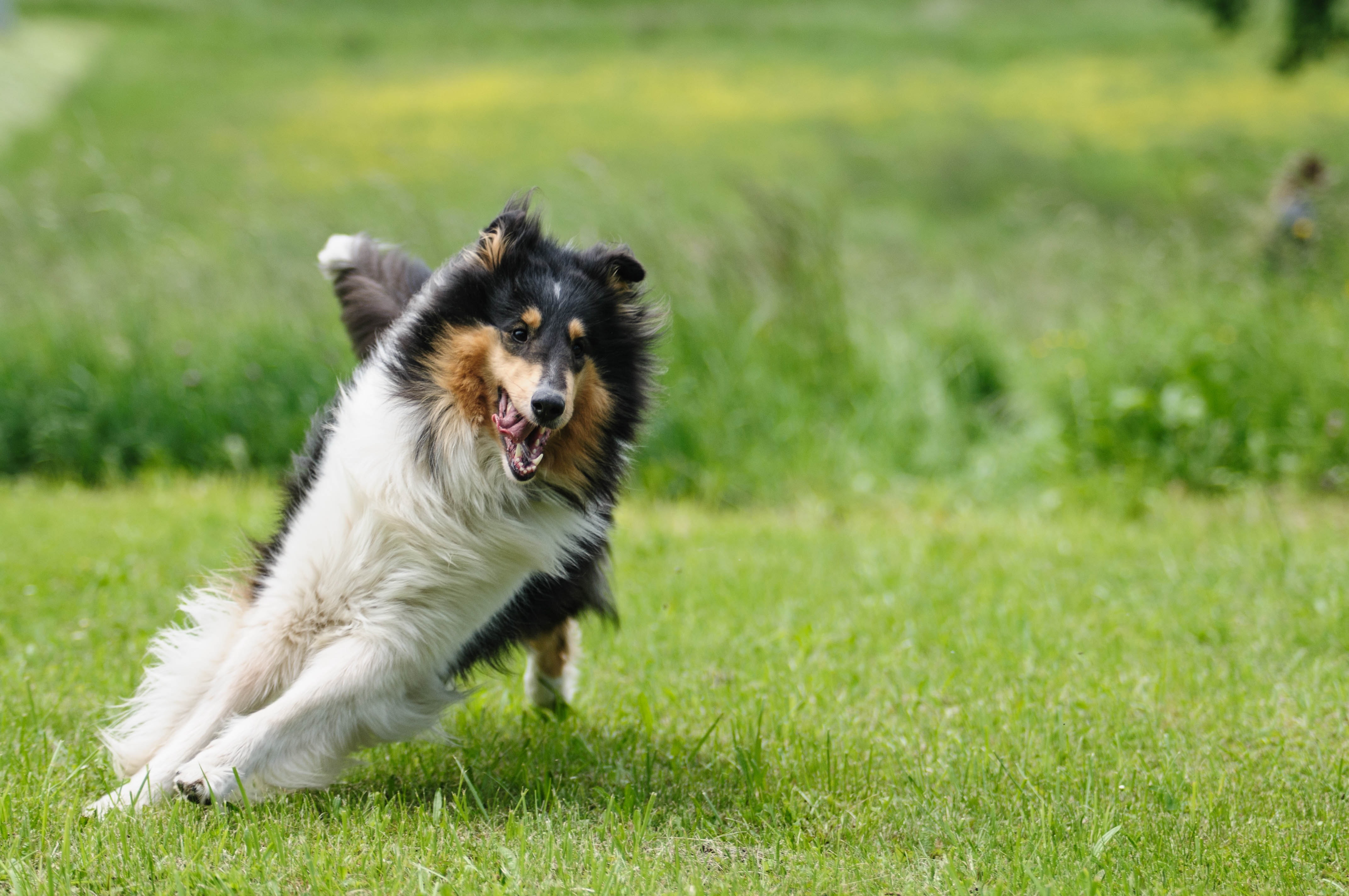 Dog run. Колли дворняга. Шотландский колли бег. Колли оскал. Шотландская колли оскал.