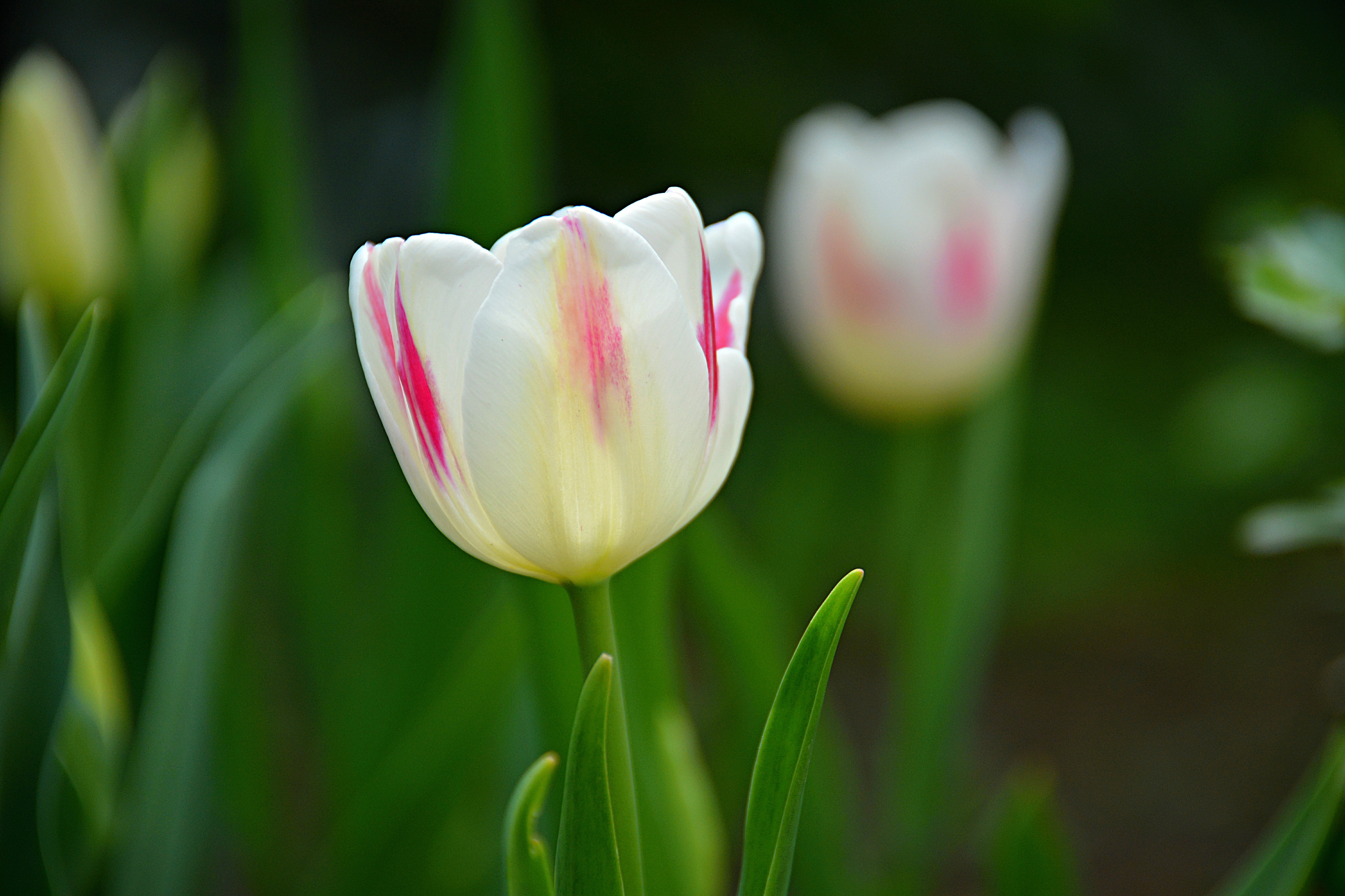 Обои весна, тюльпаны, spring, tulips разрешение 6000x4000 Загрузить