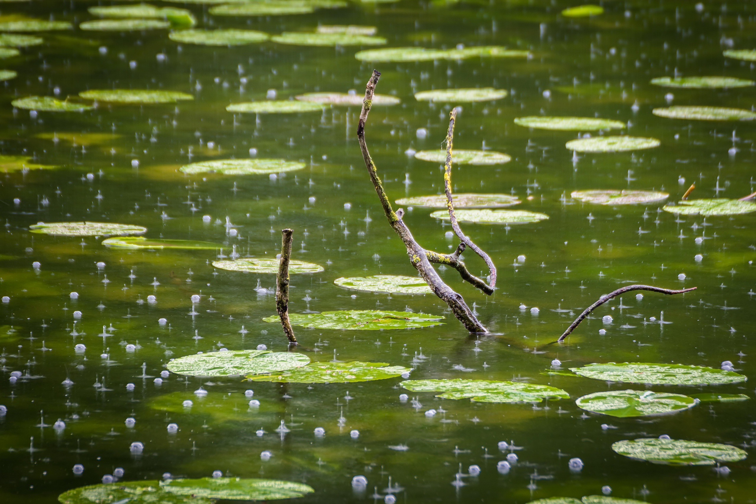 Обои ветка, капли, дождь, пруд, пузырьки, branch, drops, rain, pond, bubbles разрешение 2560x1706 Загрузить