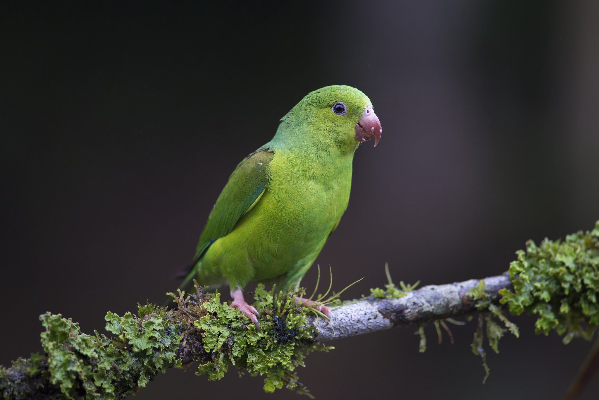 Обои ветка, природа, птица, клюв, перья, попугай, branch, nature, bird, beak, feathers, parrot разрешение 2048x1367 Загрузить