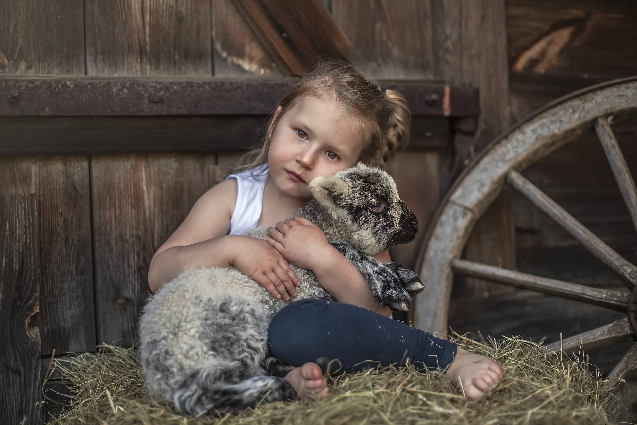 Обои сено, взгляд, дети, девочка, нежность, овечка, овца, hay, look, children, girl, tenderness, sheep разрешение 2560x1707 Загрузить