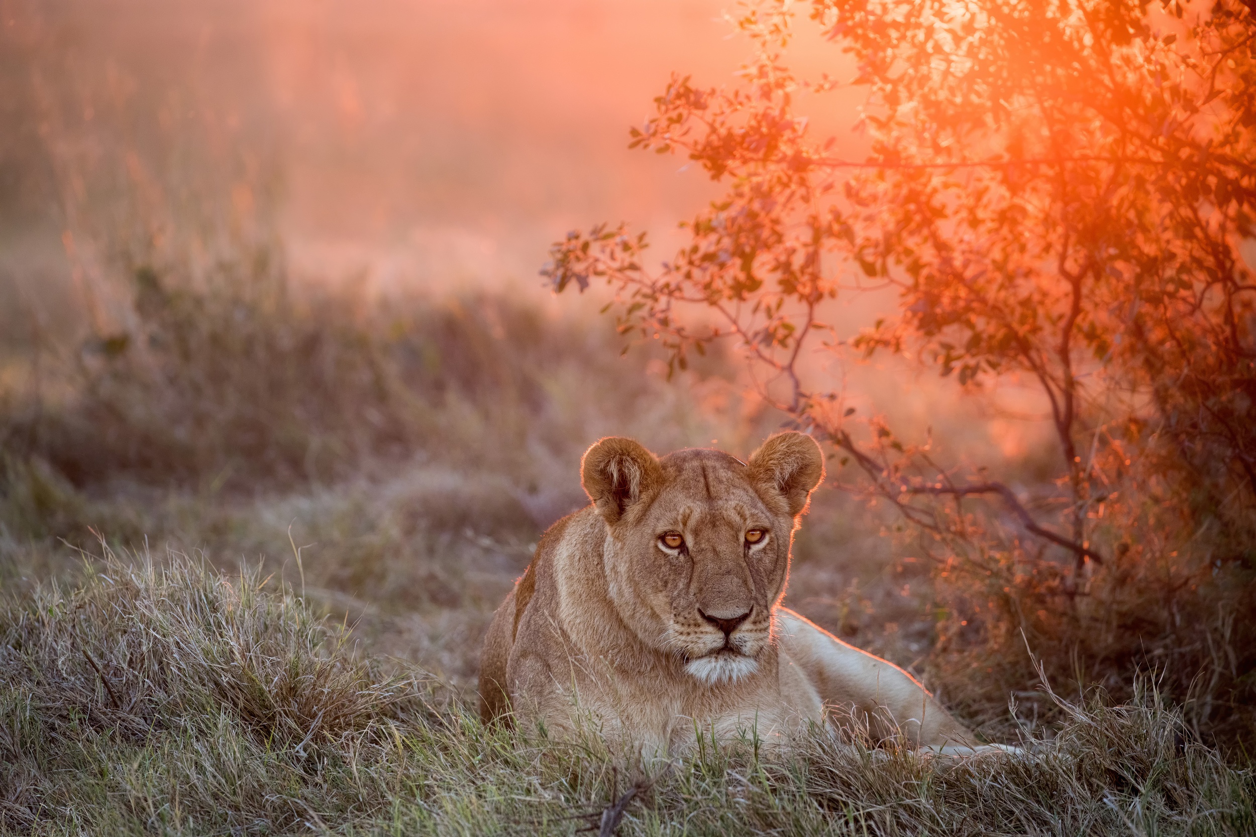 Обои морда, закат, взгляд, большая кошка, лев, львица, face, sunset, look, big cat, leo, lioness разрешение 2500x1667 Загрузить