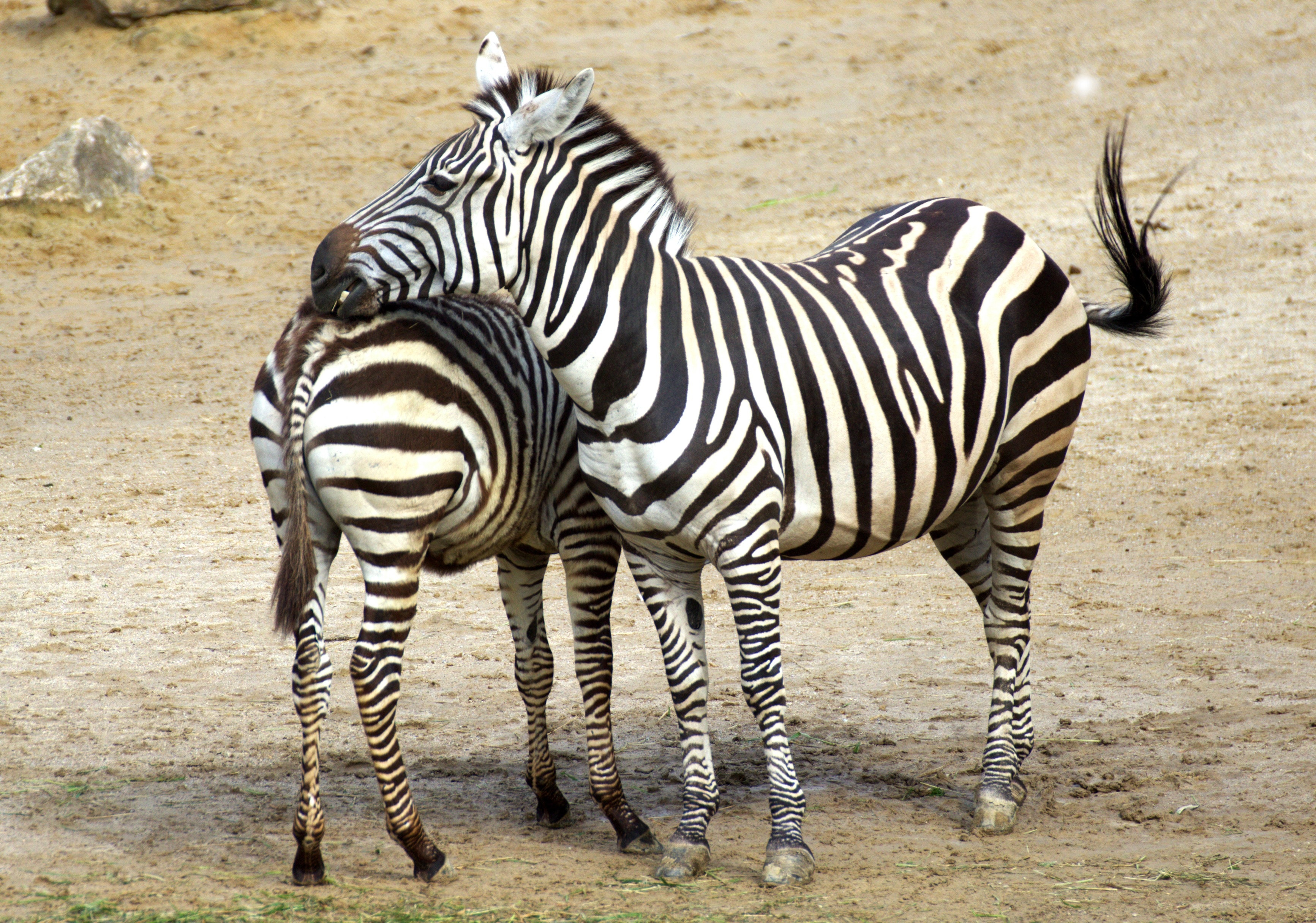 Обои зебра, животные, африка, зебры, zebra, animals, africa разрешение 3465x2431 Загрузить