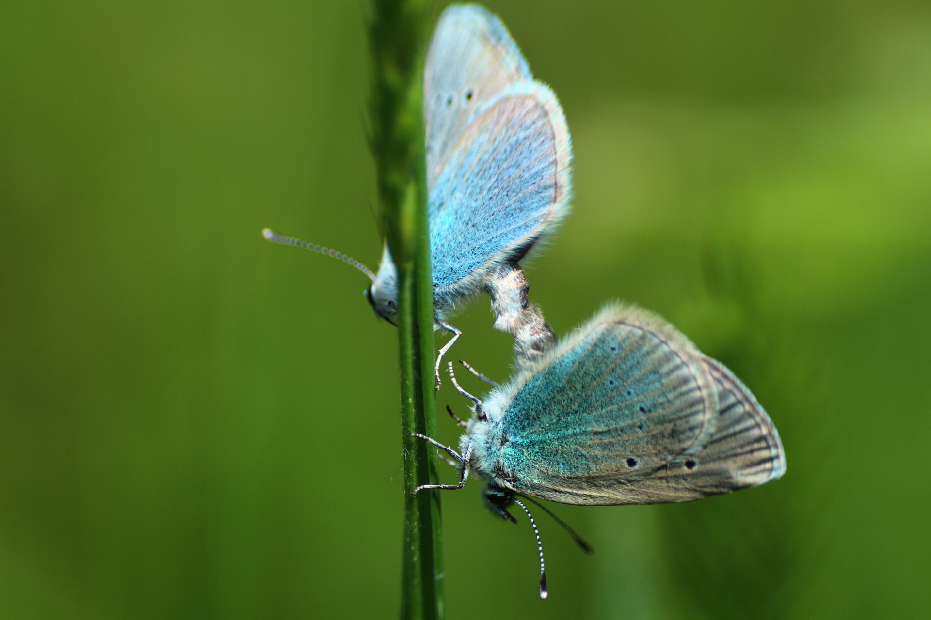 Обои зелень, макро, фон, насекомые, травка, бабочки, greens, macro, background, insects, weed, butterfly разрешение 1920x1280 Загрузить