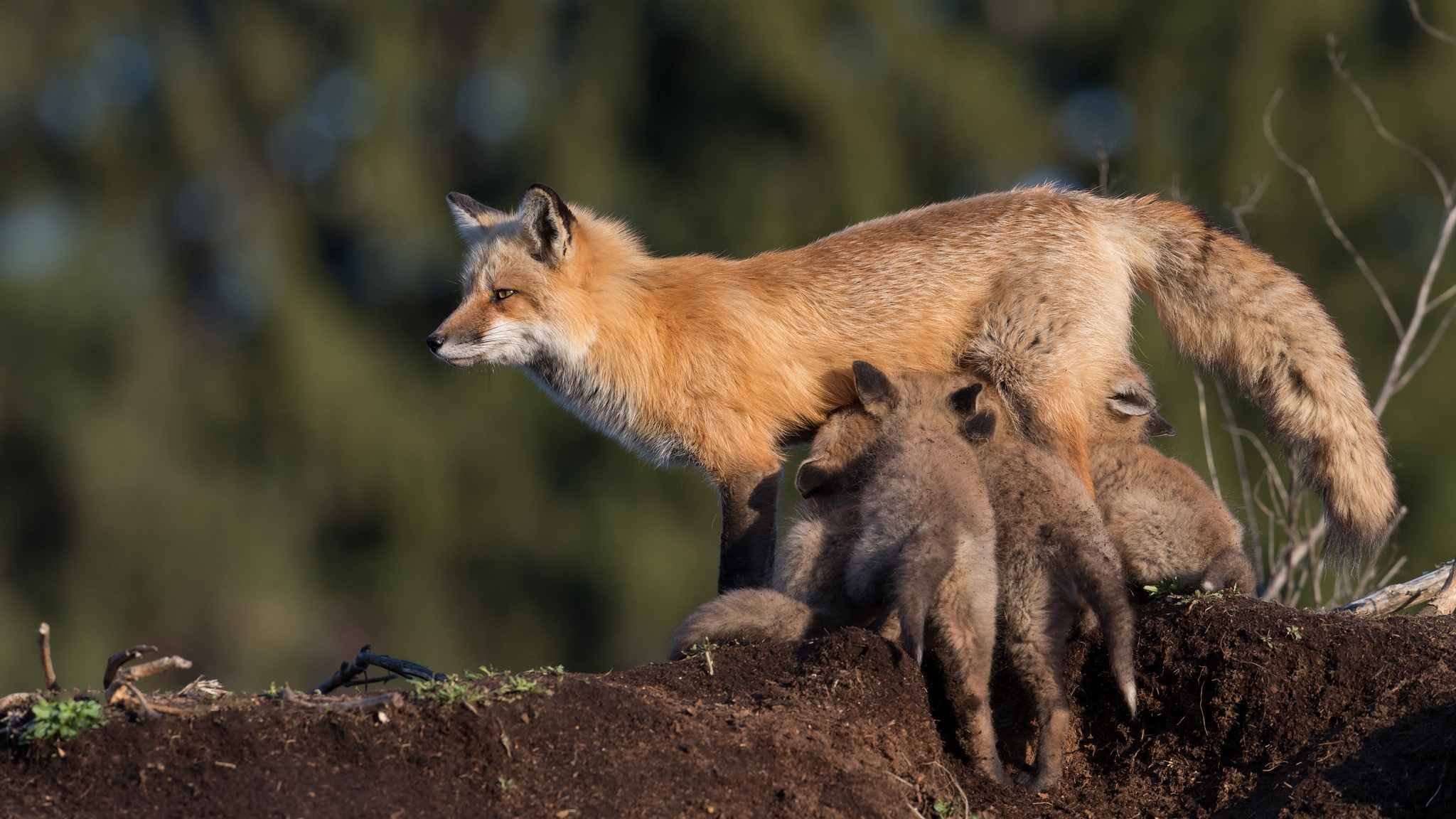 Млекопитающие лиса