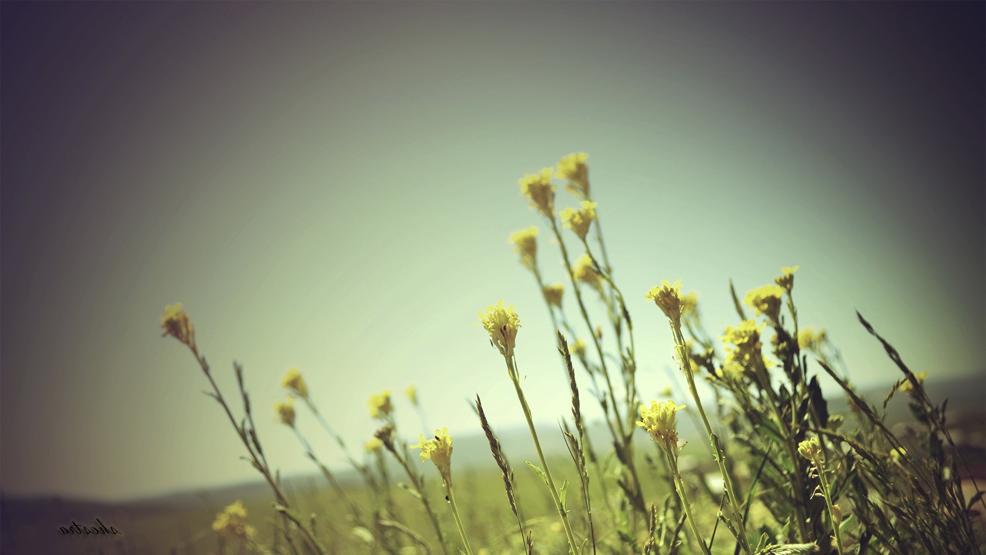 Обои небо, цветы, трава, природа, закат, поле, полевые цветы, the sky, flowers, grass, nature, sunset, field, wildflowers разрешение 1920x1080 Загрузить