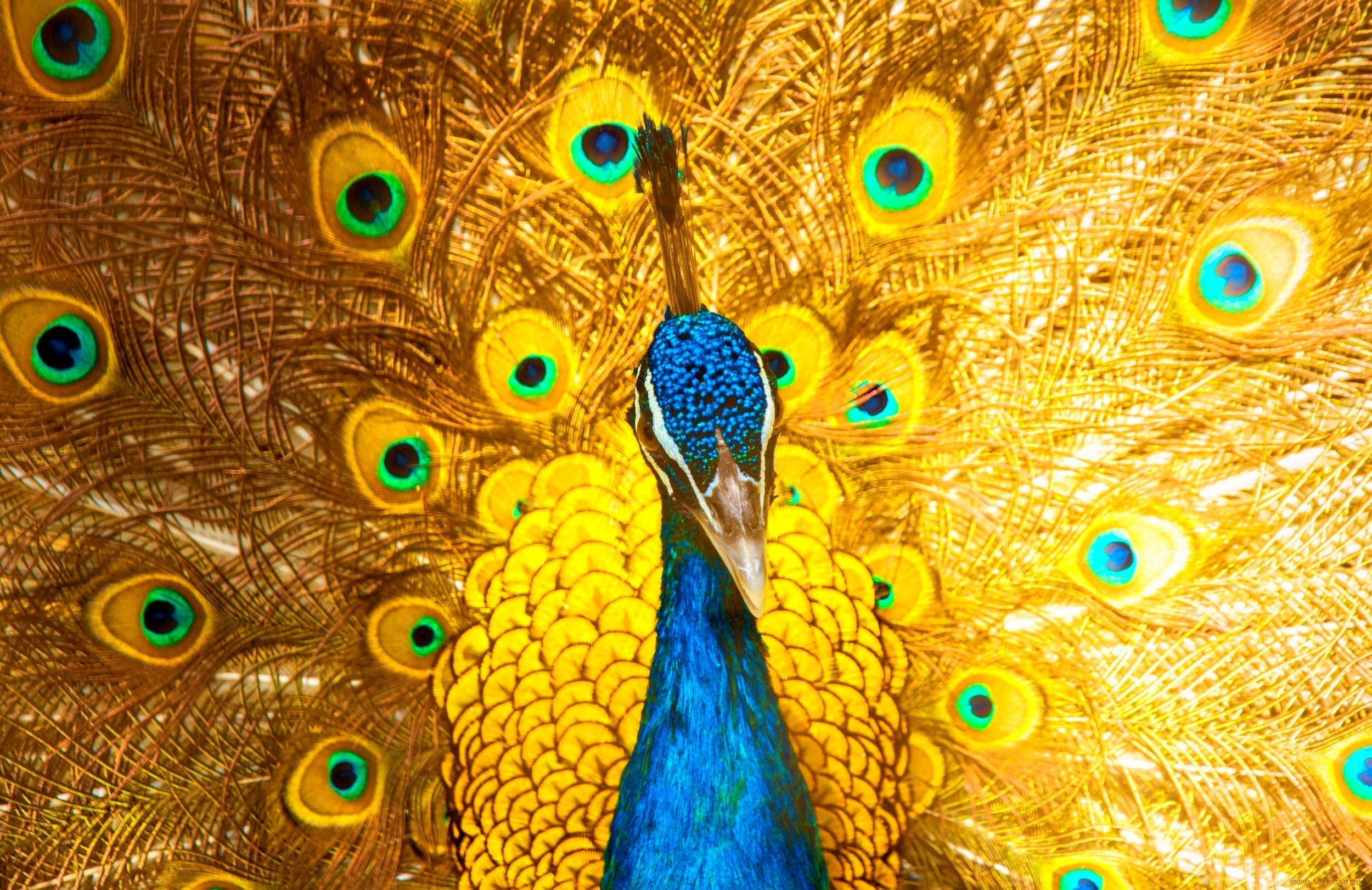 Обои птица, клюв, павлин, перья, хвост, bird, beak, peacock, feathers, tail разрешение 2500x1621 Загрузить