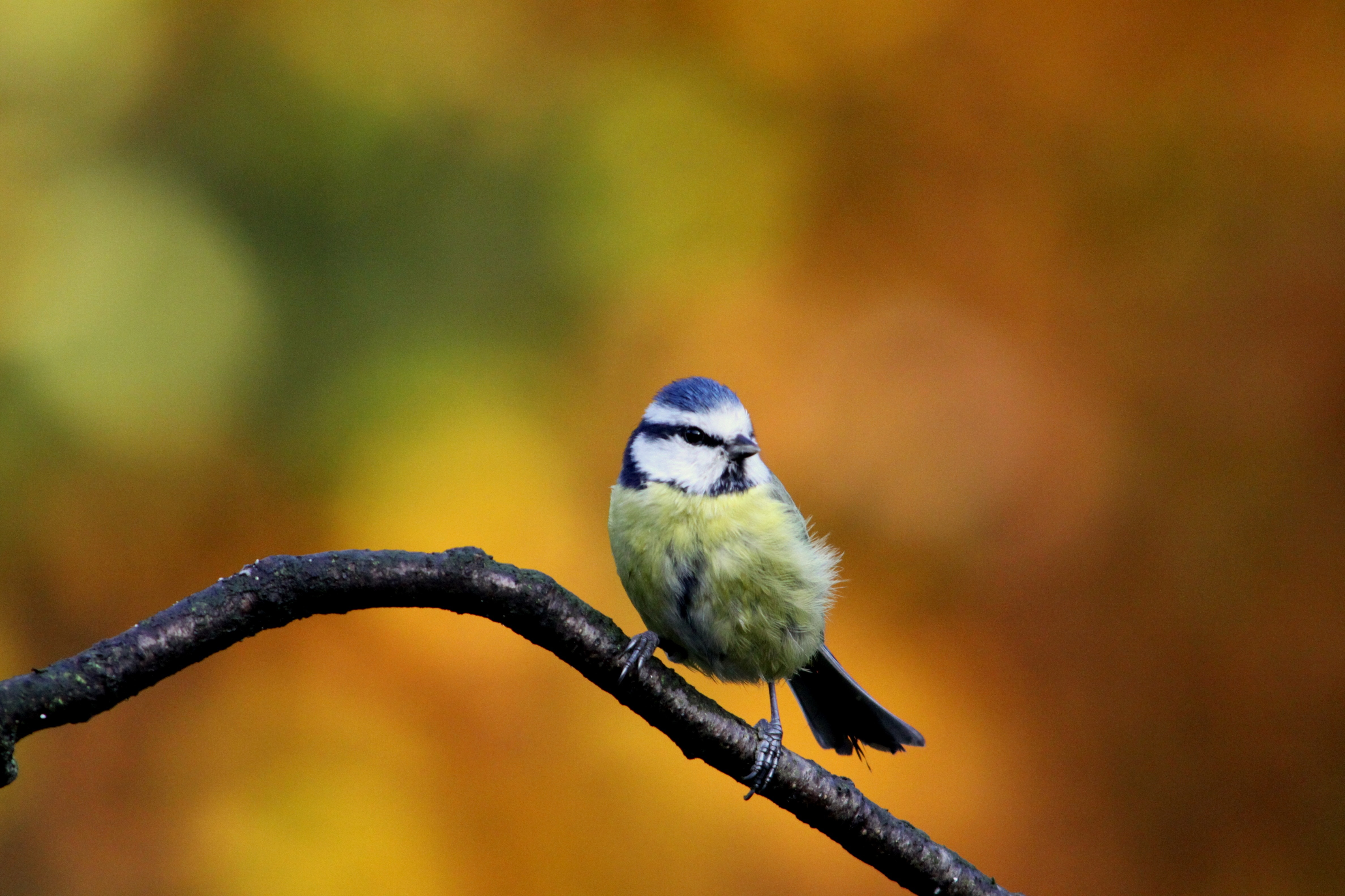 Обои осень, птица, синица, autumn, bird, tit разрешение 4752x3168 Загрузить