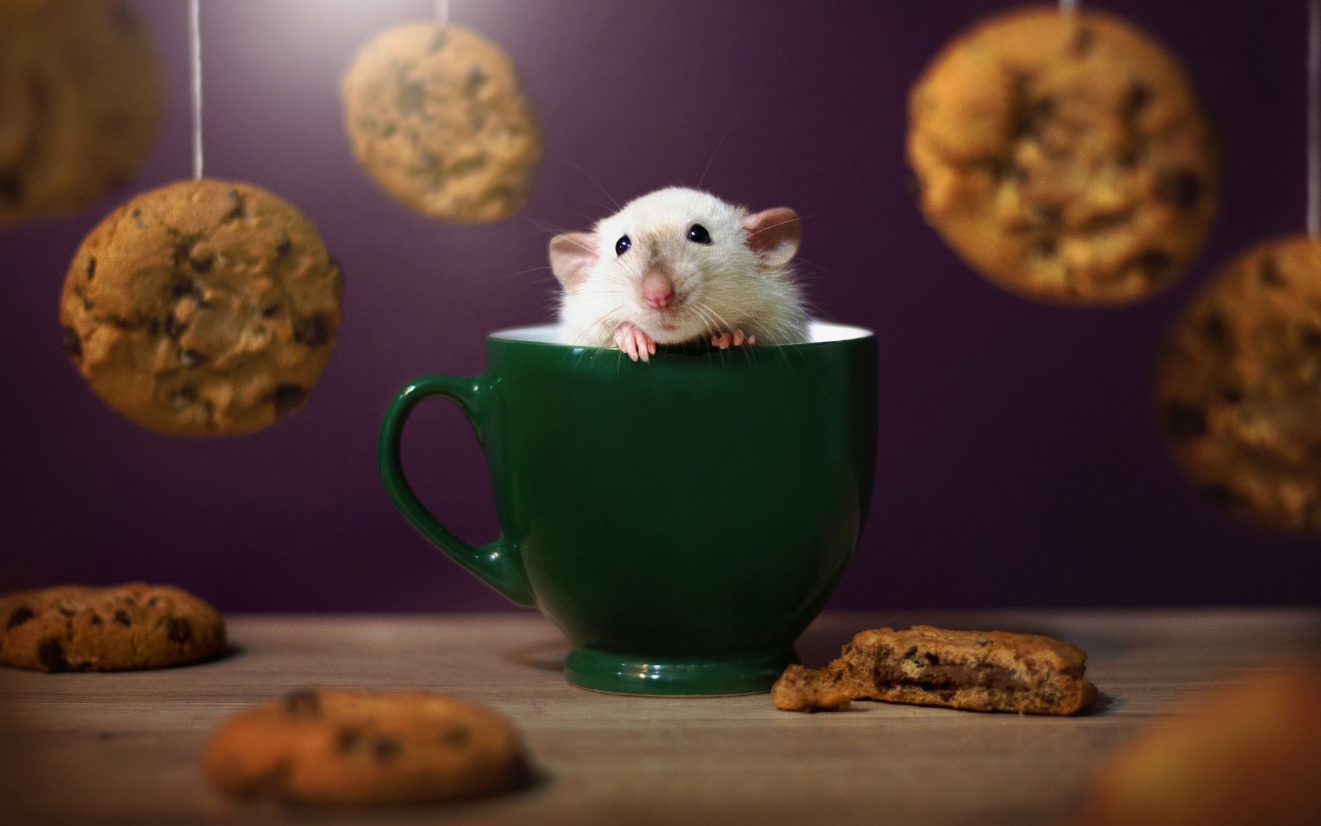 Обои мышь, чашка, зверек, печенье, мышка, крыса, грызун, крыска, mouse, cup, animal, cookies, rat, rodent разрешение 1920x1200 Загрузить