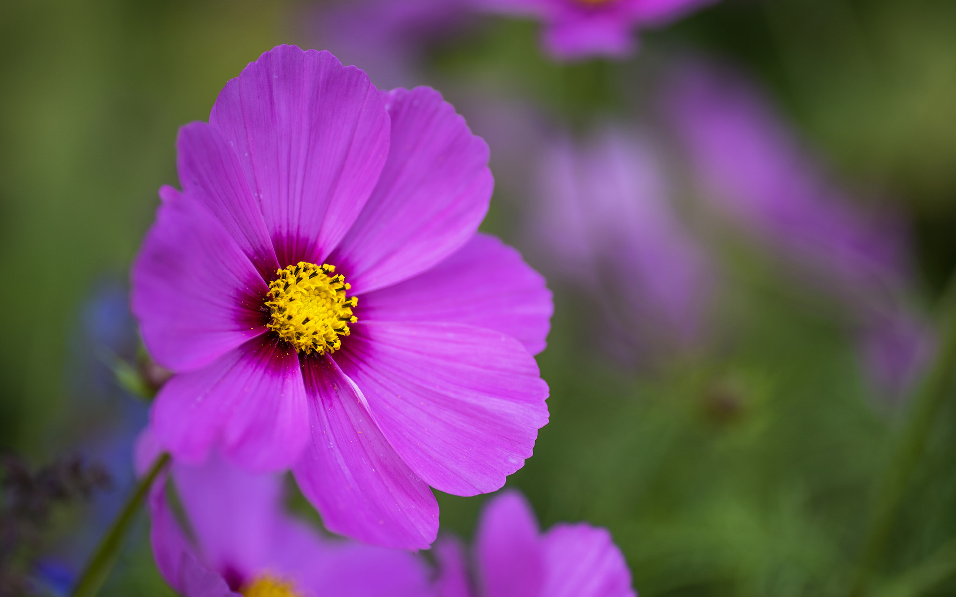 Обои цветок, лепестки, размытость, розовый, космея, flower, petals, blur, pink, kosmeya разрешение 1920x1200 Загрузить