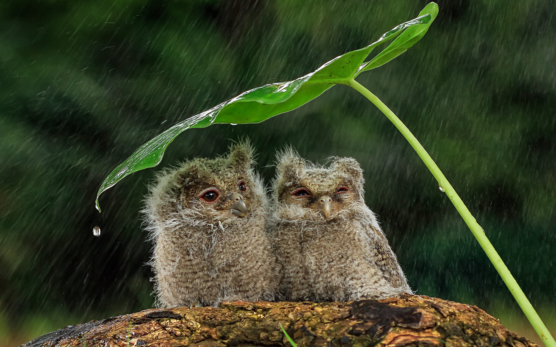 Сова суслик. Животные под дождем. Сова под дождем. Животные прячутся от дождя. Интересные животные.