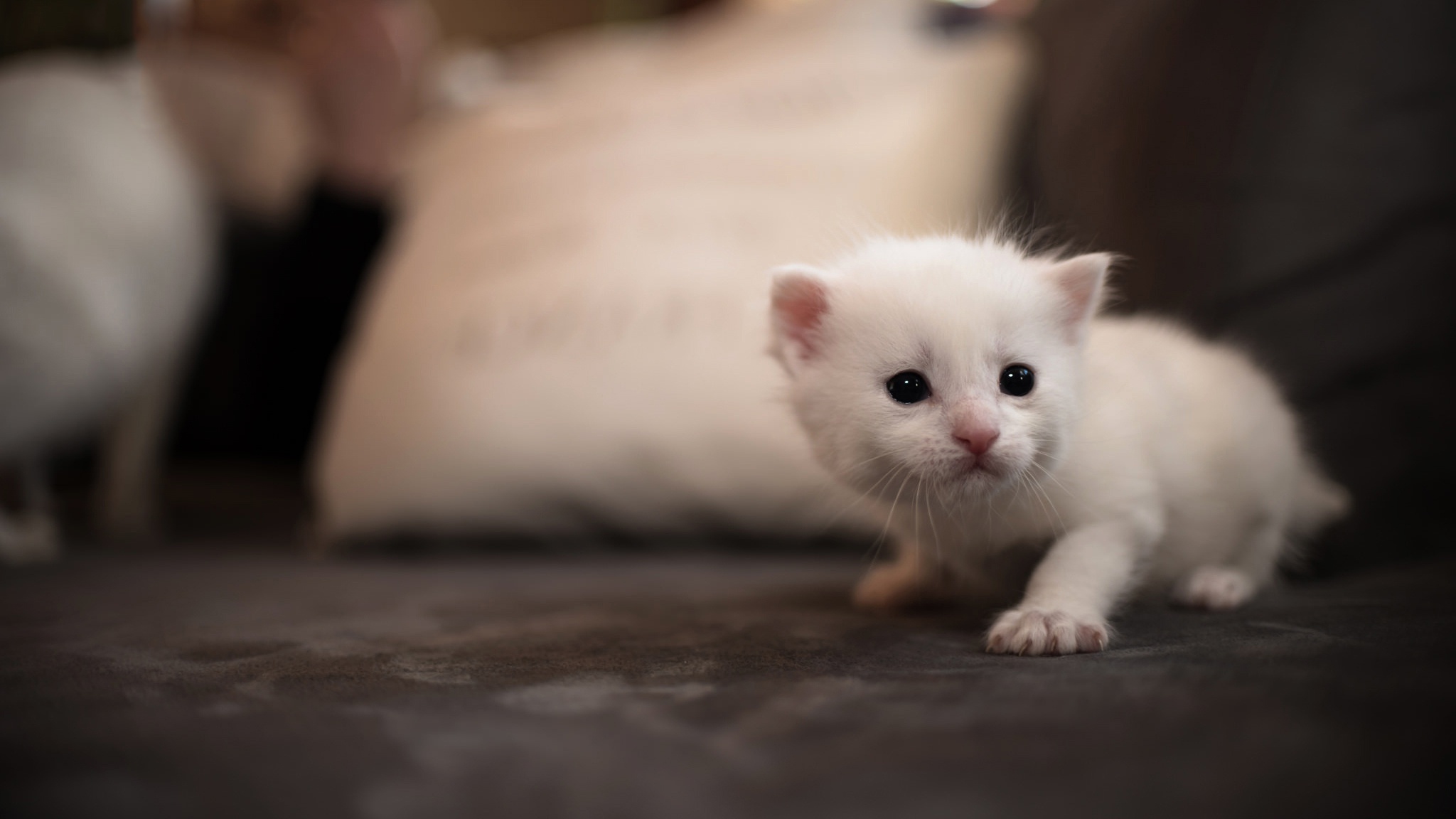 Беленьких котиков. Белый котенок. Кошки маленькие. Маленький котенок. Малелький белый котёнок.