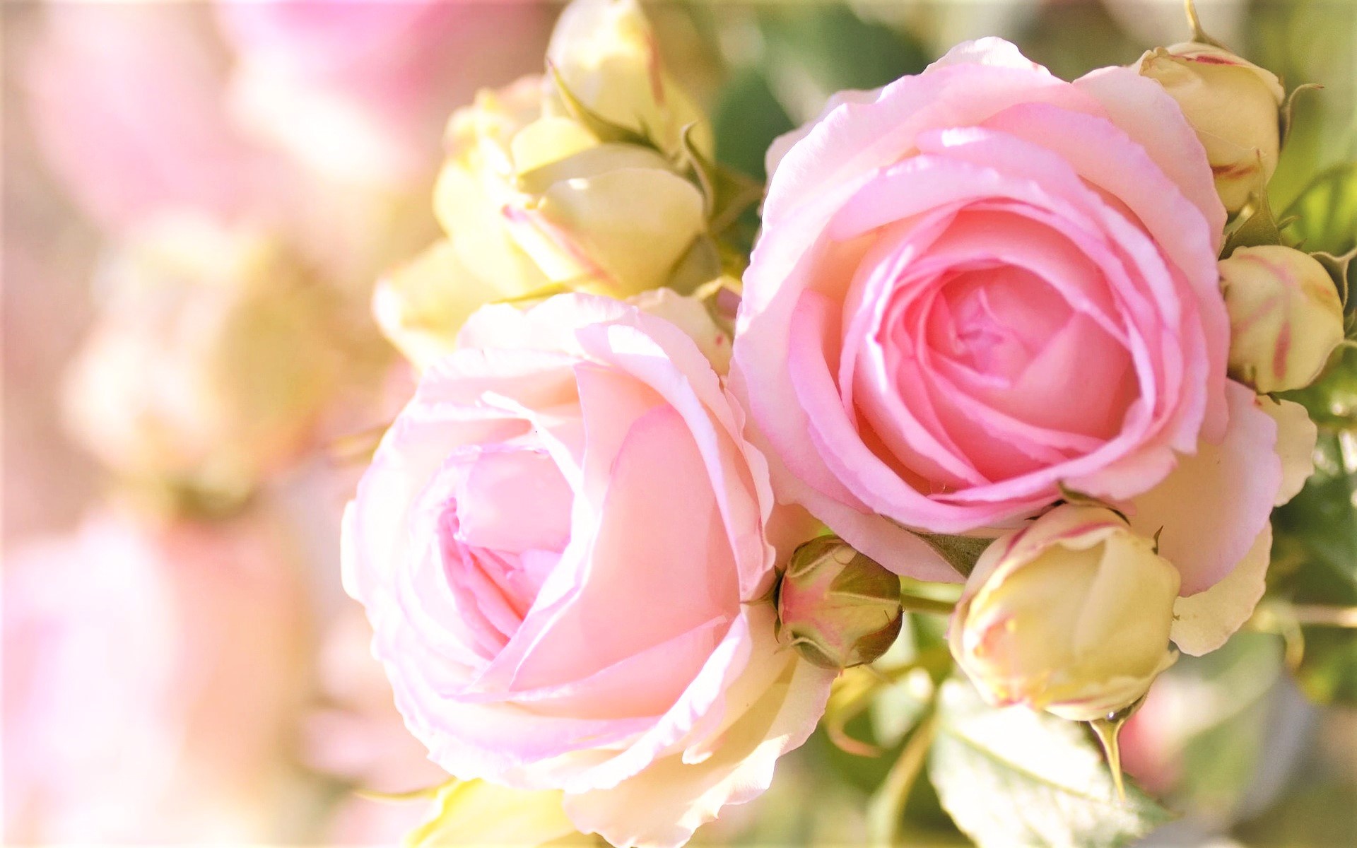 Обои бутоны, размытость, розовые розы, buds, blur, pink roses разрешение 1920x1200 Загрузить