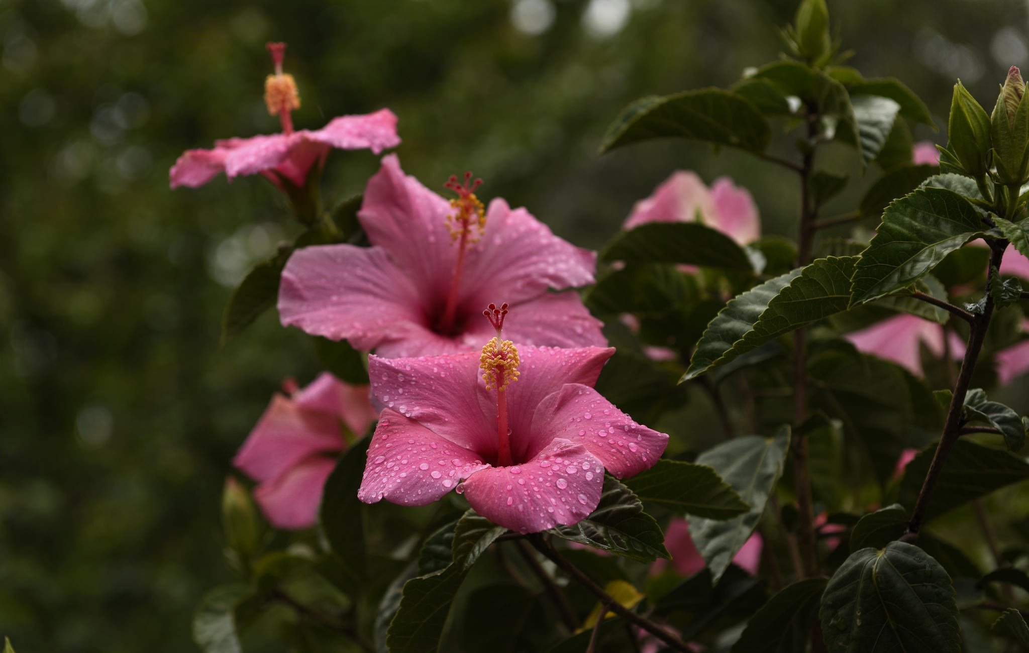 Обои цветы, капли, лепестки, тычинки, листики, гибискус, flowers, drops, petals, stamens, leaves, hibiscus разрешение 2048x1300 Загрузить