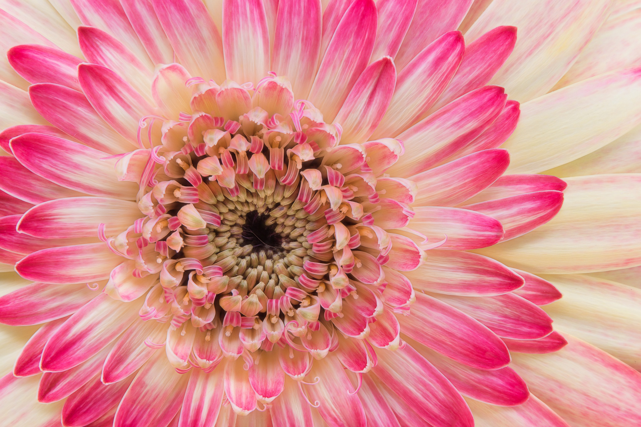 Обои макро, цветок, лепестки, цвет, тычинки, хризантема, астра, macro, flower, petals, color, stamens, chrysanthemum, astra разрешение 2048x1366 Загрузить