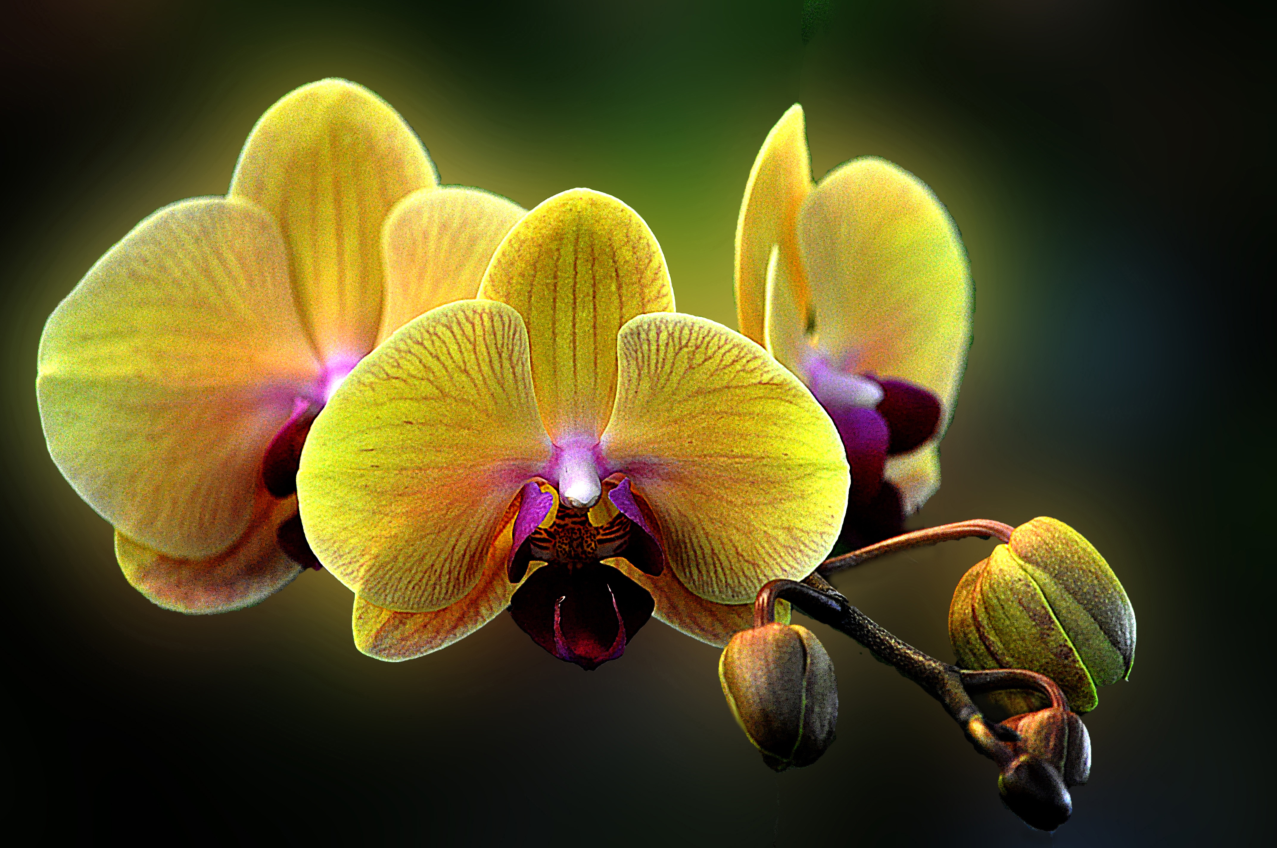 Обои цветы, макро, орхидея, фаленопсис, flowers, macro, orchid, phalaenopsis разрешение 4288x2848 Загрузить