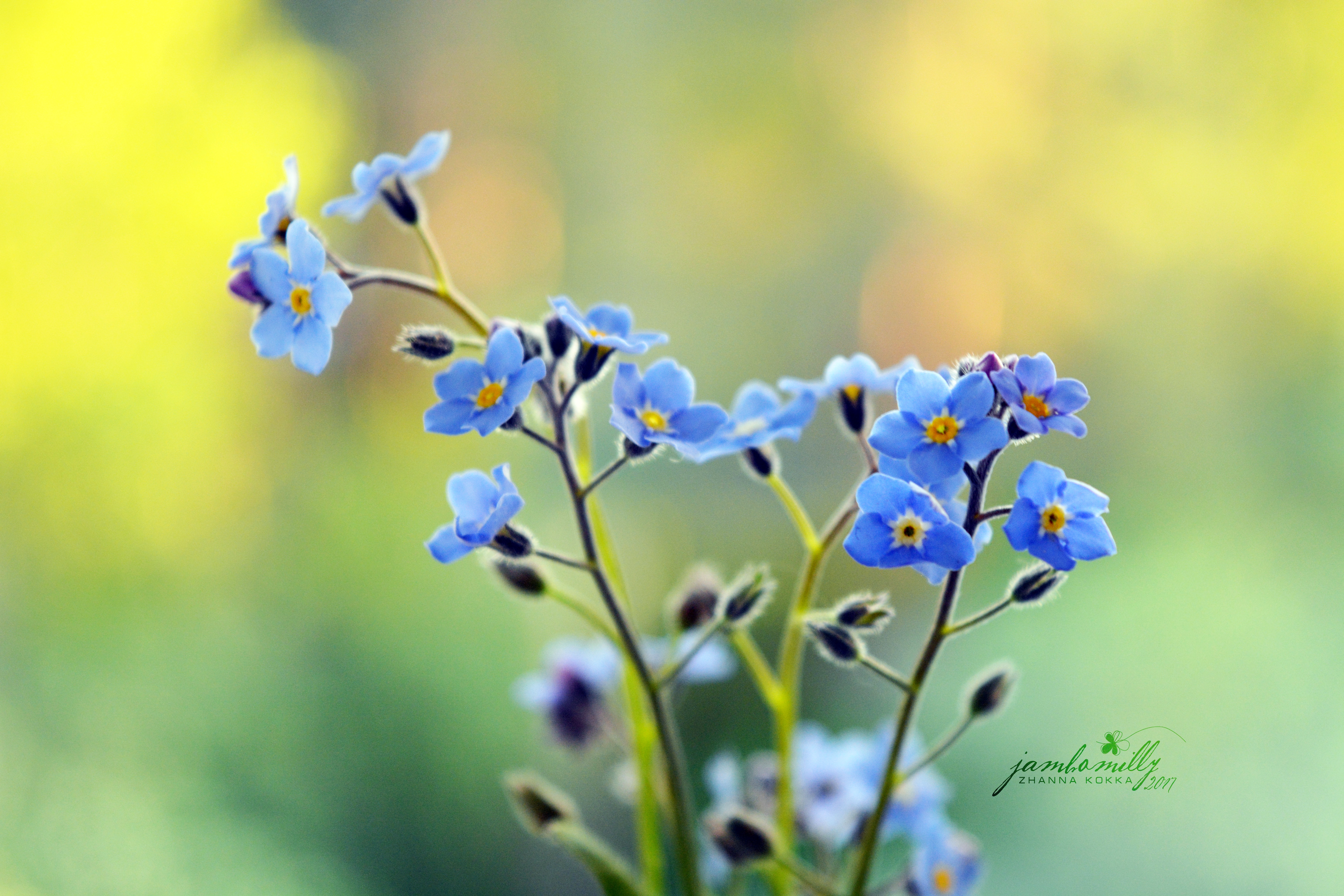 Обои цветы, лепестки, стебли, незабудки, flowers, petals, stems, forget-me-nots разрешение 6000x4000 Загрузить