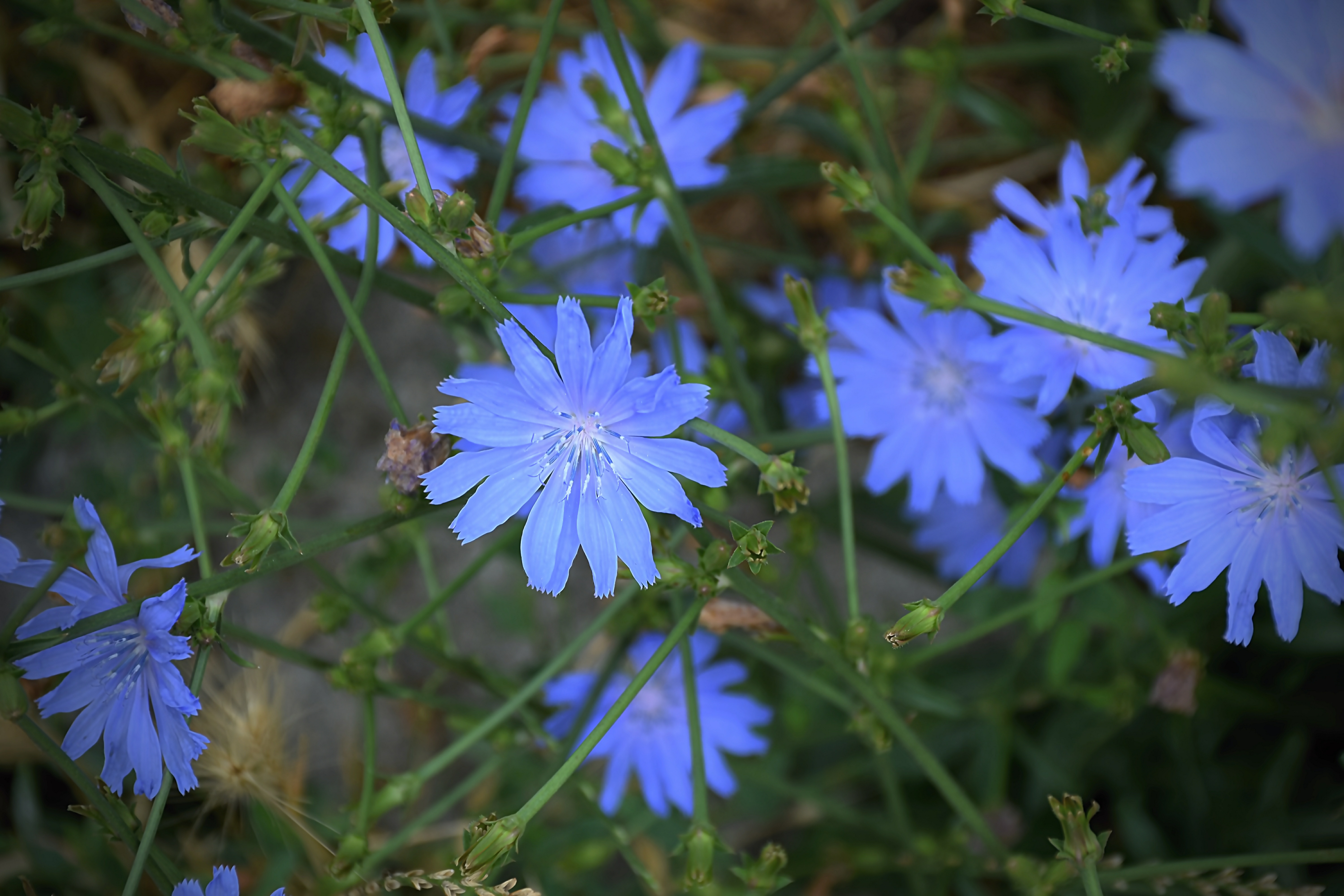 Обои цветы, листья, лепестки, цикорий, цикорий обыкновенный, flowers, leaves, petals, chicory, chicory common разрешение 6000x4000 Загрузить