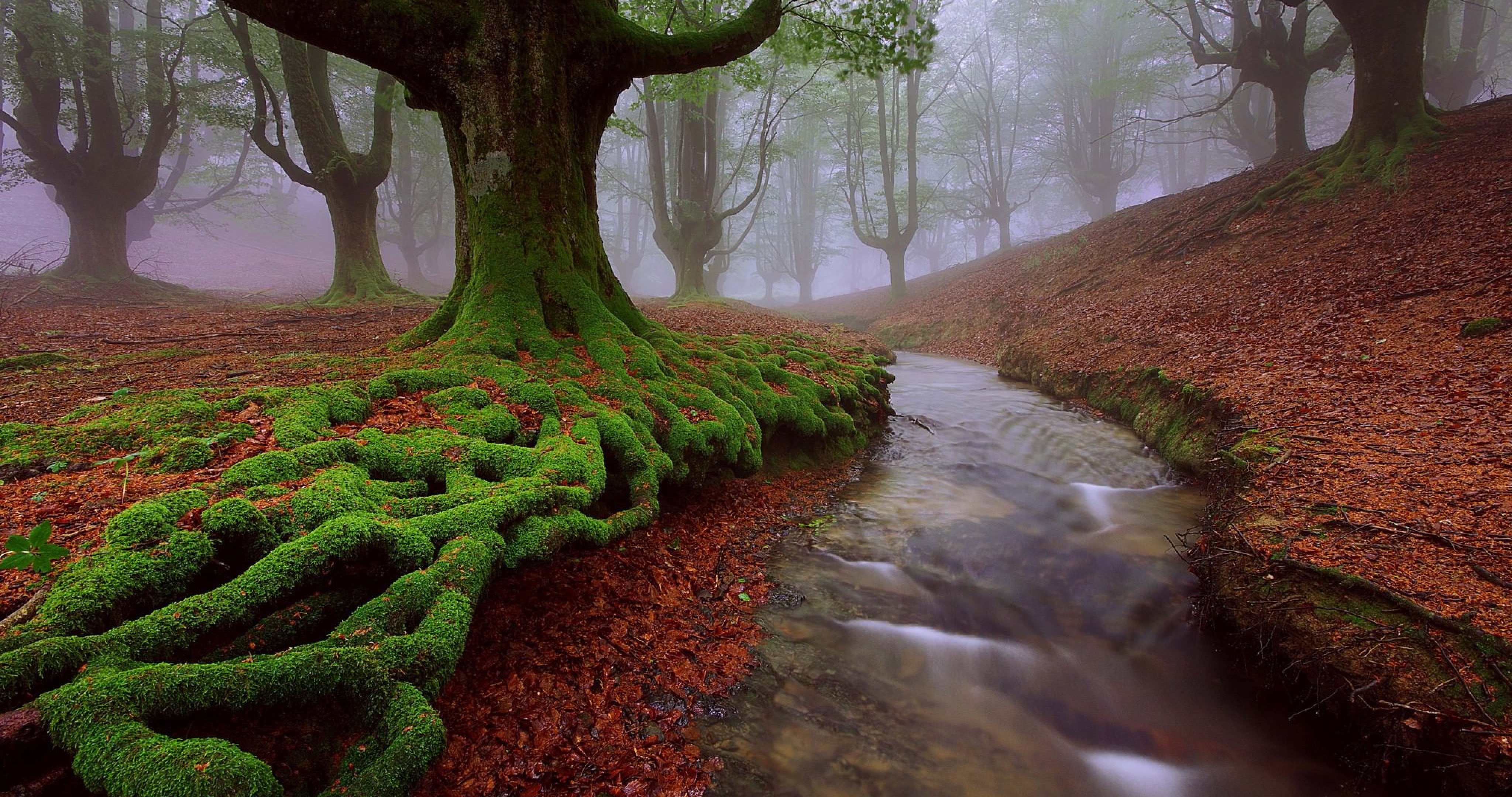 Обои деревья, природа, ручей, осень, мох, корни, испания, trees, nature, stream, autumn, moss, roots, spain разрешение 4096x2160 Загрузить