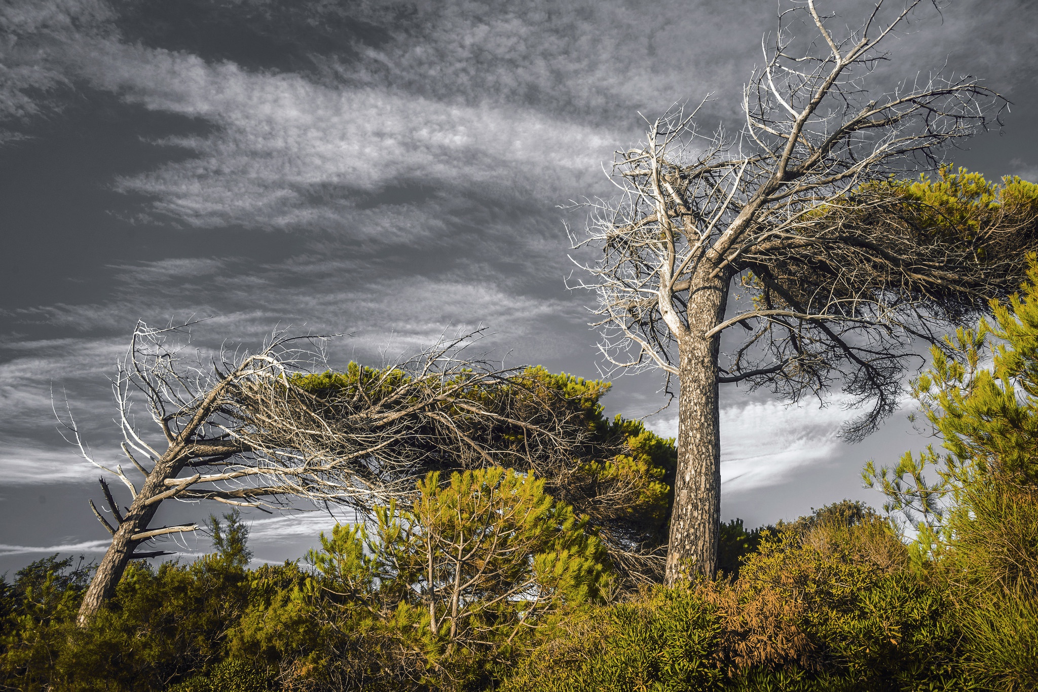 Обои небо, деревья, природа, тучи, лето, the sky, trees, nature, clouds, summer разрешение 2048x1365 Загрузить