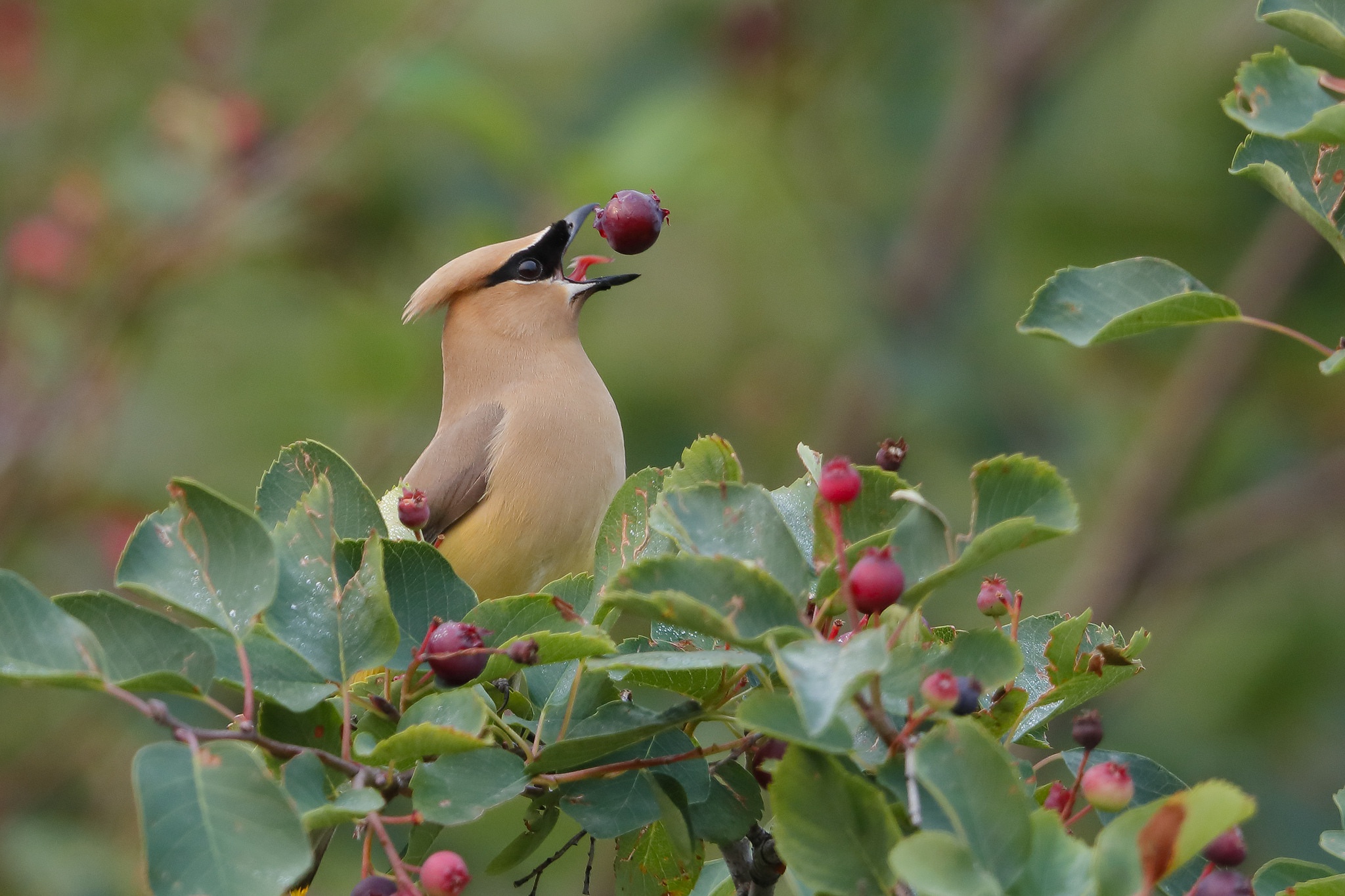 Обои дерево, листва, птица, клюв, ягоды, перья, свиристель, ирга, tree, foliage, bird, beak, berries, feathers, the waxwing, saskatoon разрешение 2048x1365 Загрузить