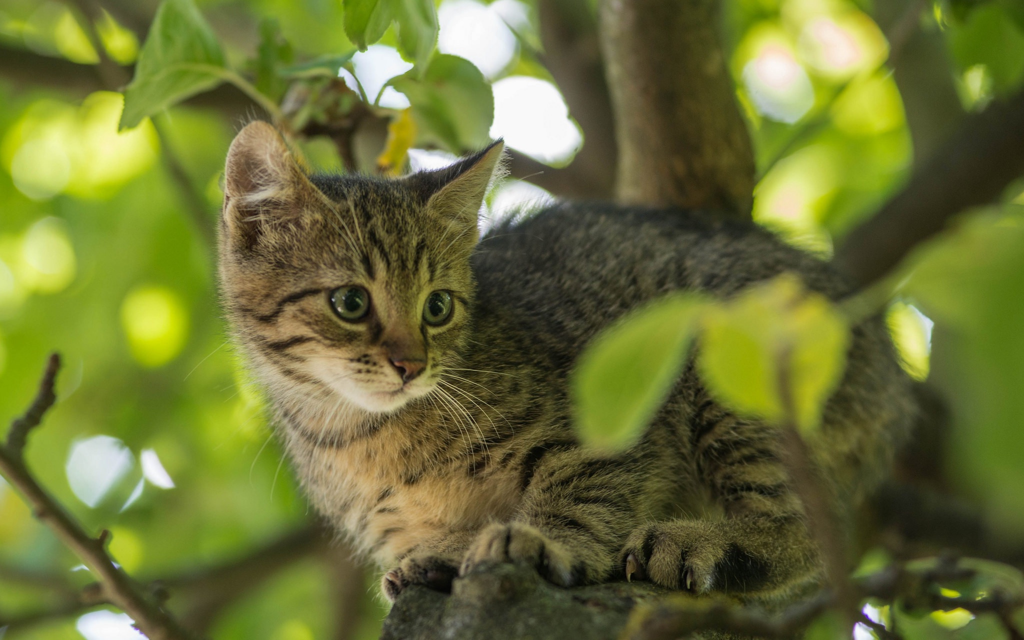 Обои дерево, листья, кот, мордочка, усы, ветки, кошка, взгляд, котенок, kitty, tree, leaves, cat, muzzle, mustache, branches, look разрешение 2048x1280 Загрузить