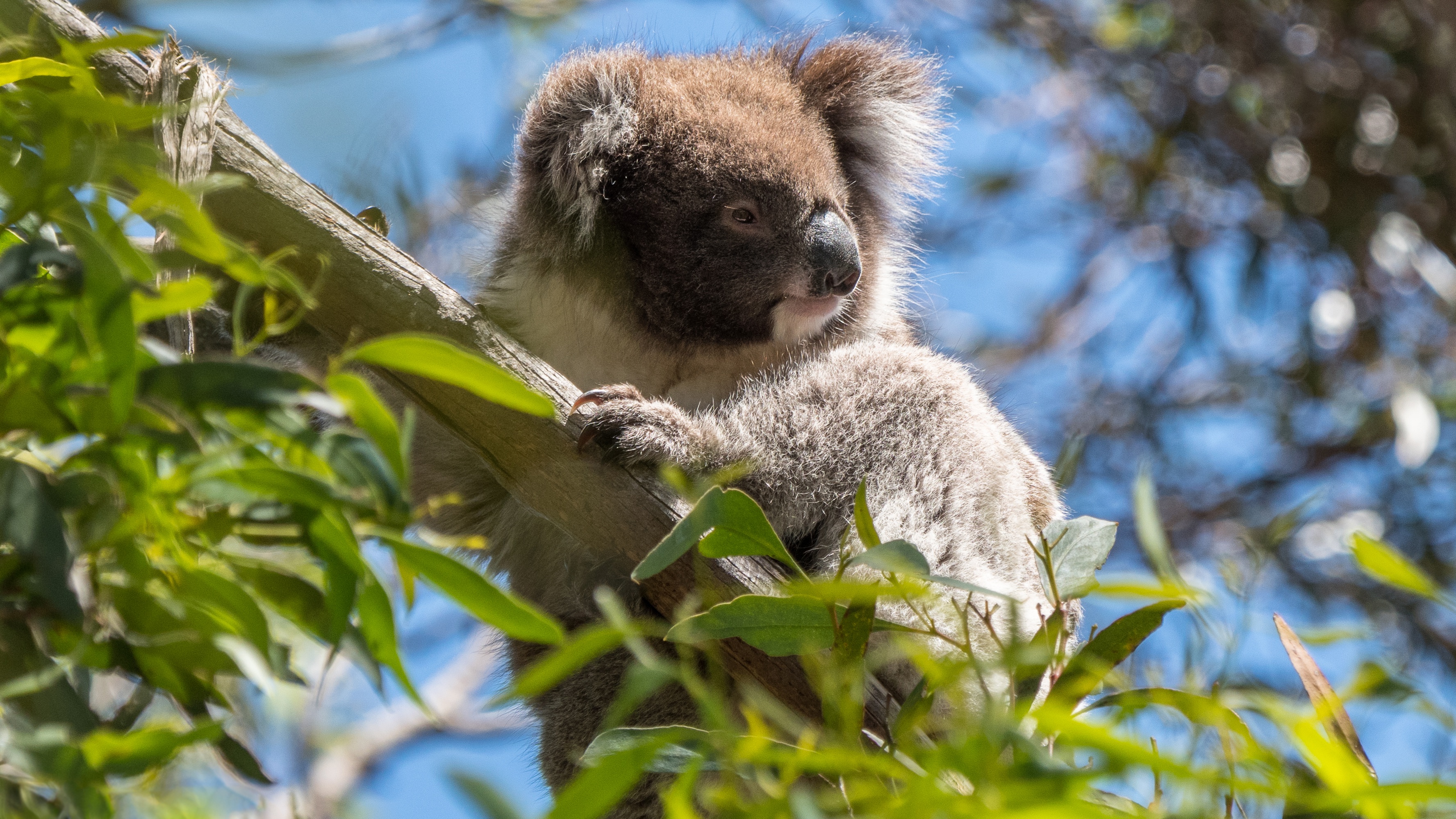 Как называется коала. Коала в Австралии. Сумчатый медведь коала Австралия. Коала в эвкалиптовые леса. Природа Австралии коала.