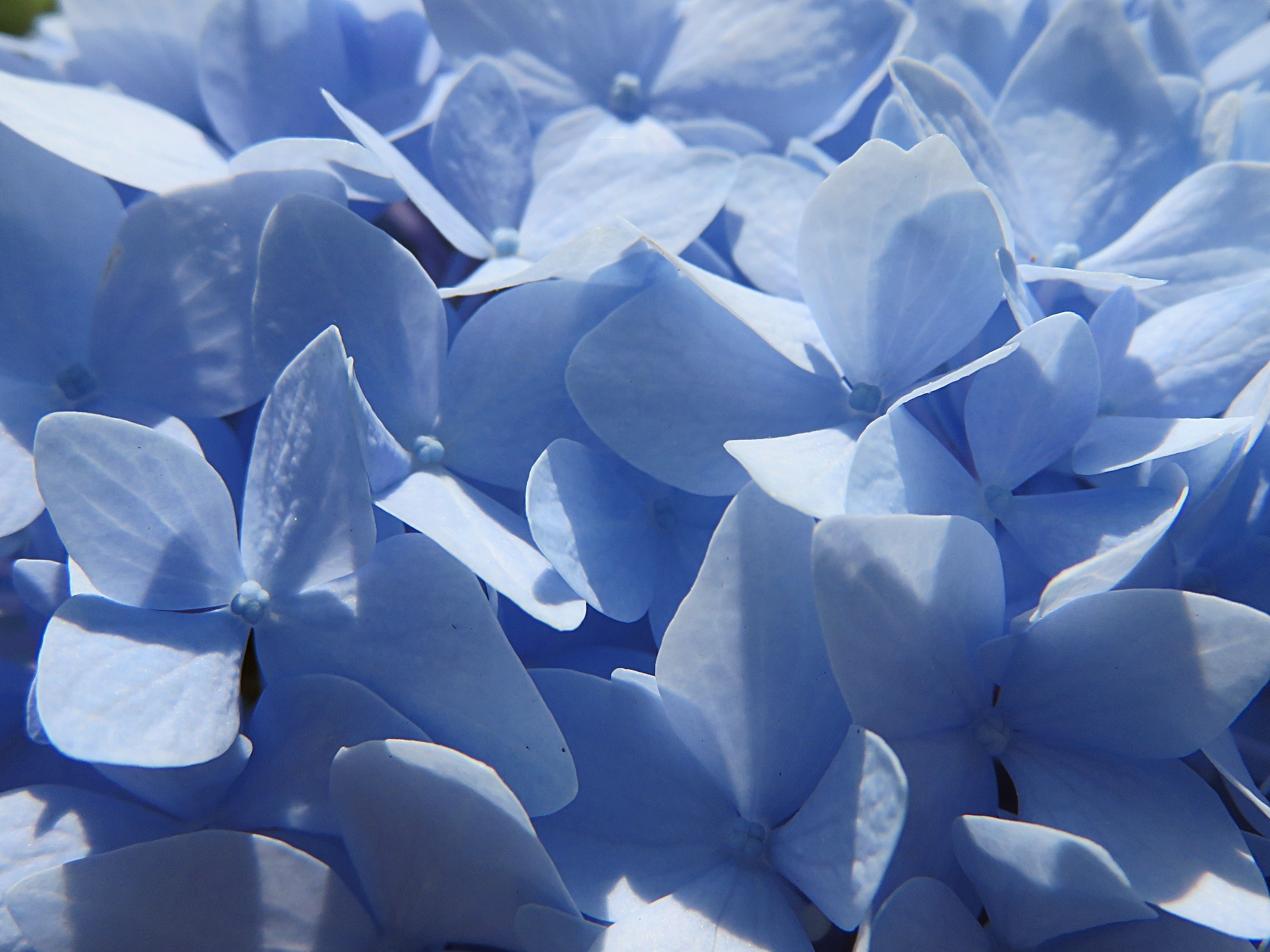 Голубой цвет фото. Синий лепесток. Нежные голубые цветы. Лепестки голубых цветов. Лепестки цветов синие.