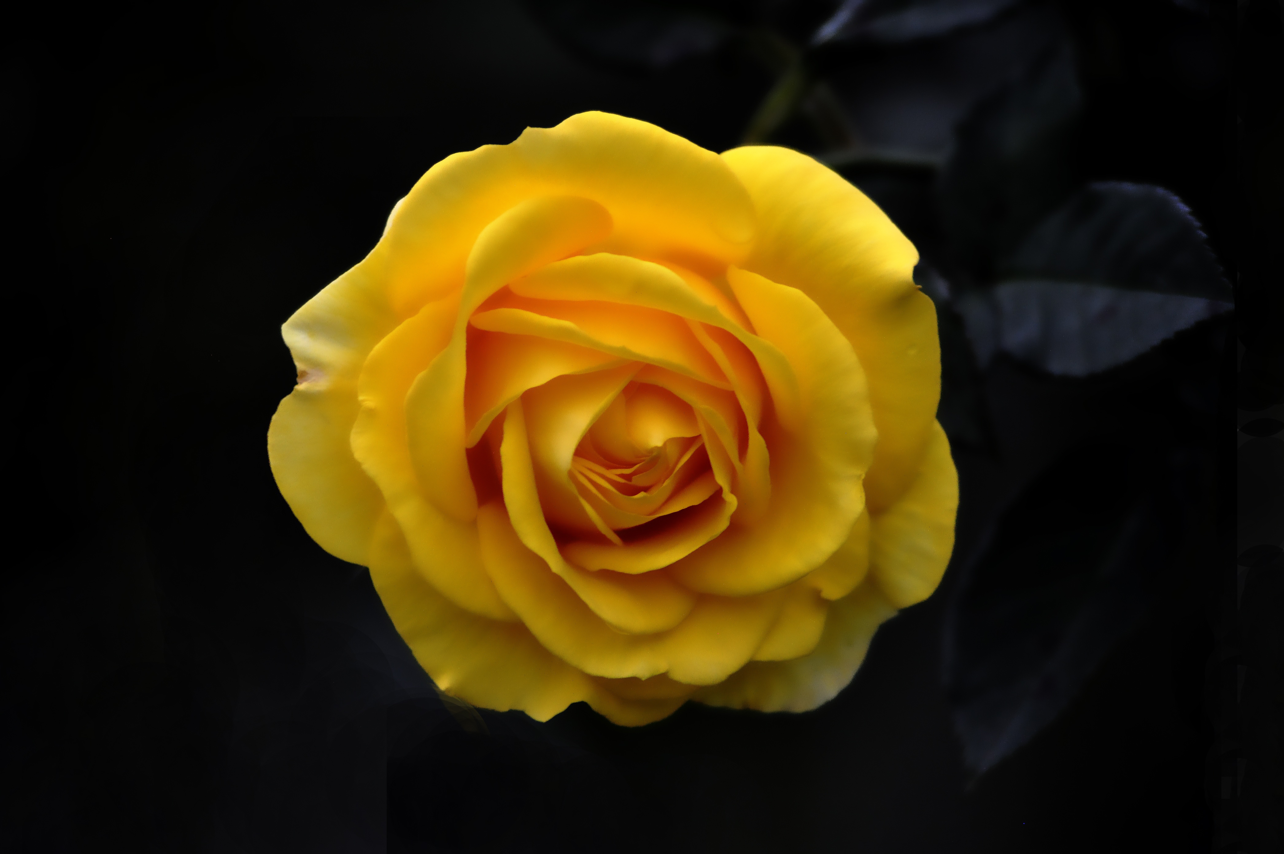 Обои фон, цветок, роза, лепестки, бутон, черный фон, жёлтая, background, flower, rose, petals, bud, black background, yellow разрешение 4184x2784 Загрузить