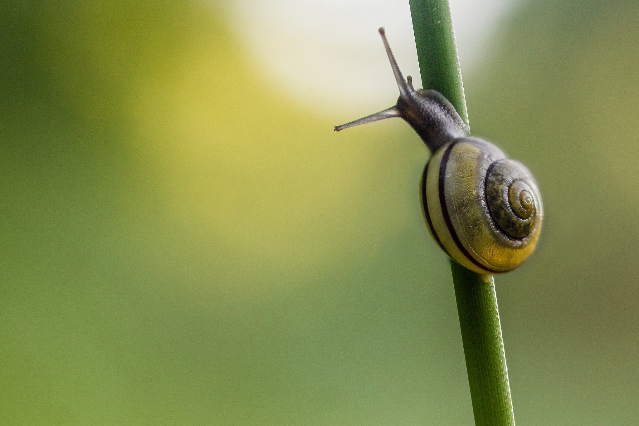 Обои фон, стебель, улитка, травa, background, stem, snail, grass разрешение 2048x1365 Загрузить