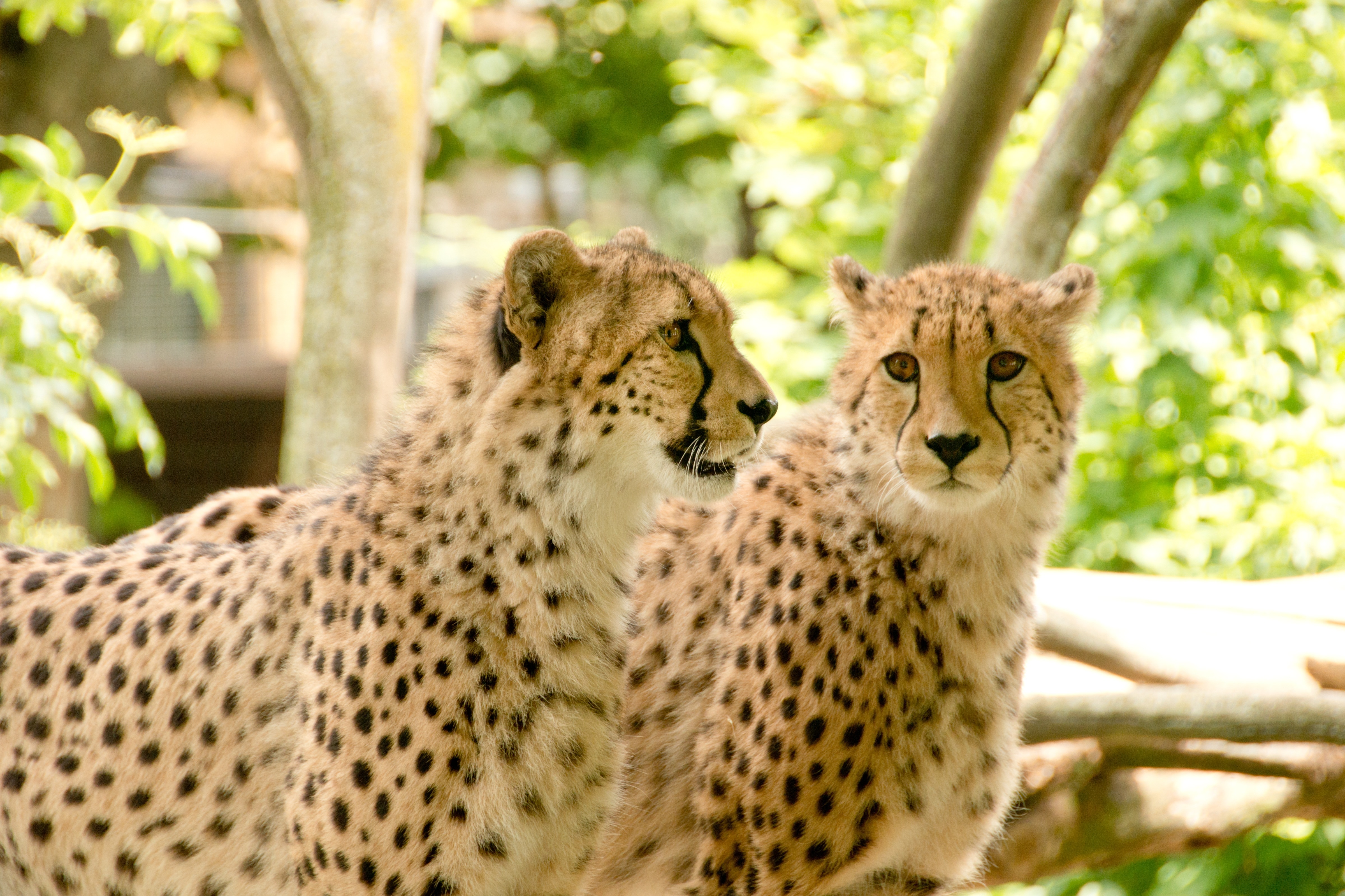 Обои природа, африка, отдых, хищники, гепард, гепарды, nature, africa, stay, predators, cheetah, cheetahs разрешение 4800x3200 Загрузить