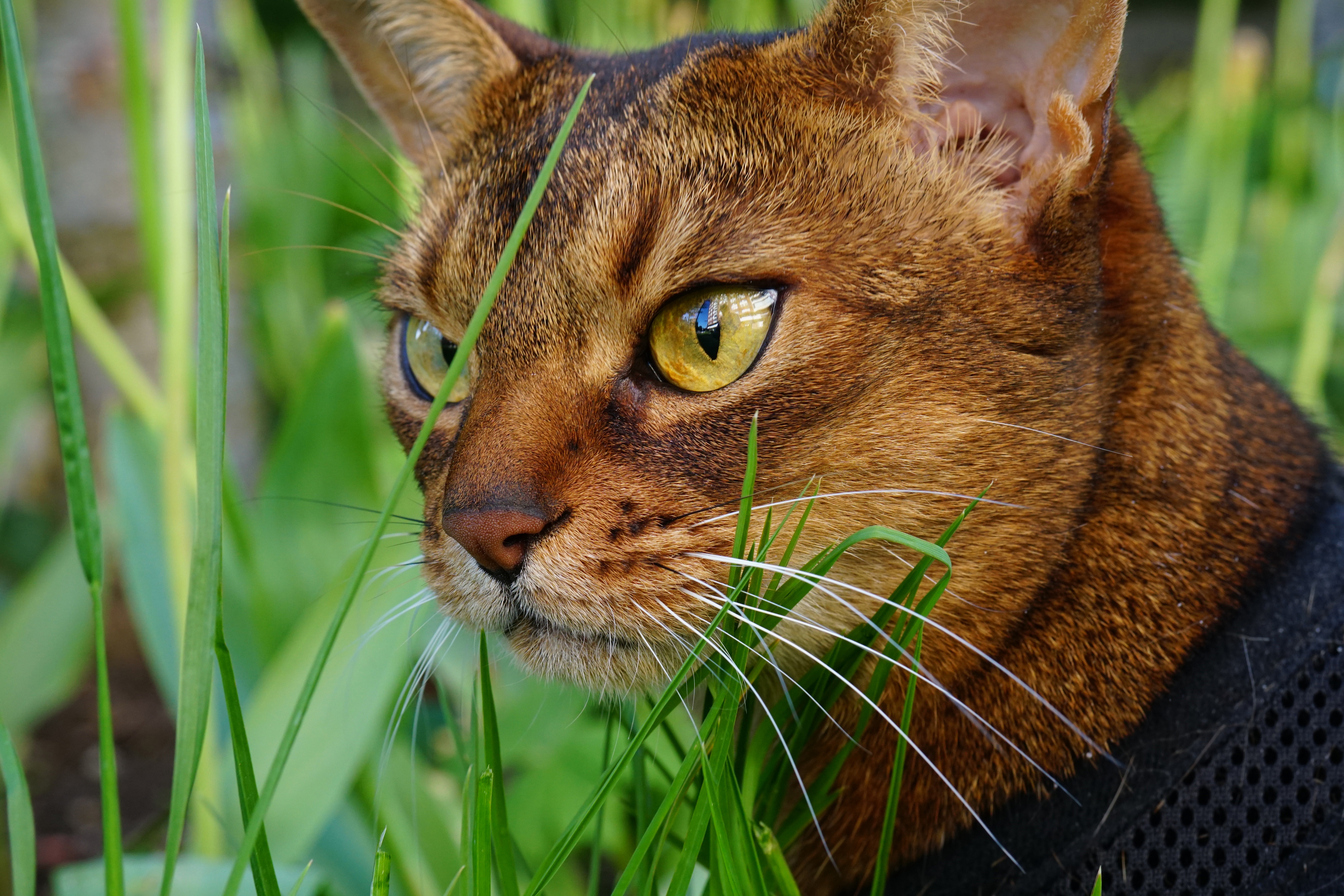 Обои глаза, морда, трава, кот, мордочка, усы, кошка, взгляд, eyes, face, grass, cat, muzzle, mustache, look разрешение 6000x4000 Загрузить